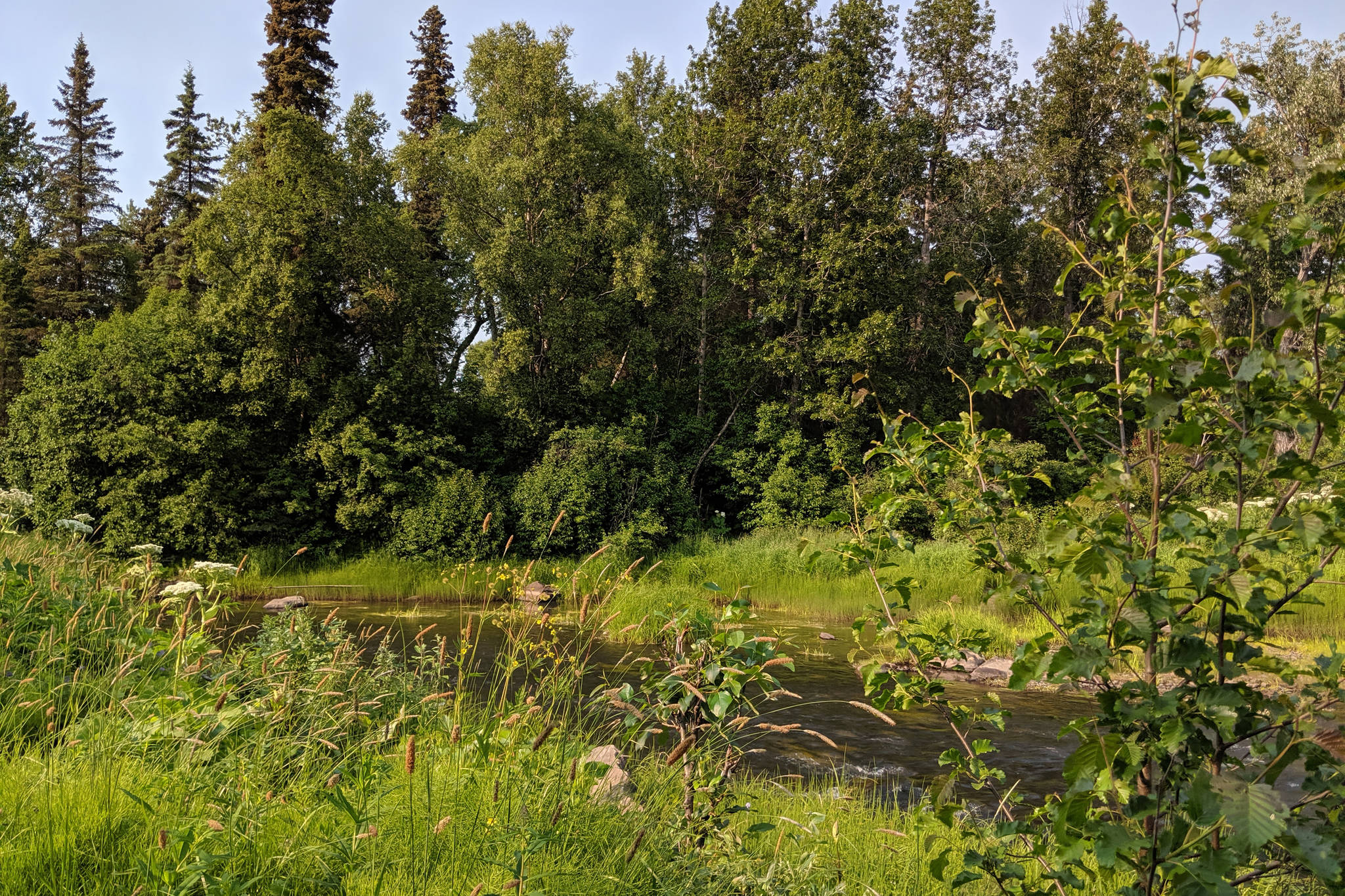 A stream runs through woods in Funny River, Alaska, in July 2019. (Photo by Erin Thompson/Peninsula Clarion)