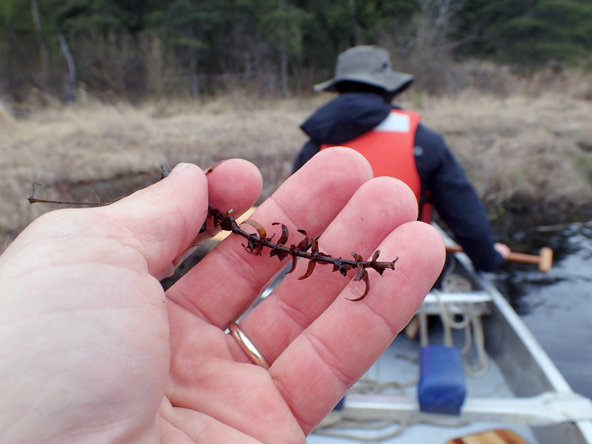 The last strand of elodea on the Kenai Peninsula was found during a survey in May 2019. This fragment is brown and brittle, signs of dying from having been treated with herbicide since 2017. (Photo by Matt Bowser/Kenai National Wildlife Refuge).