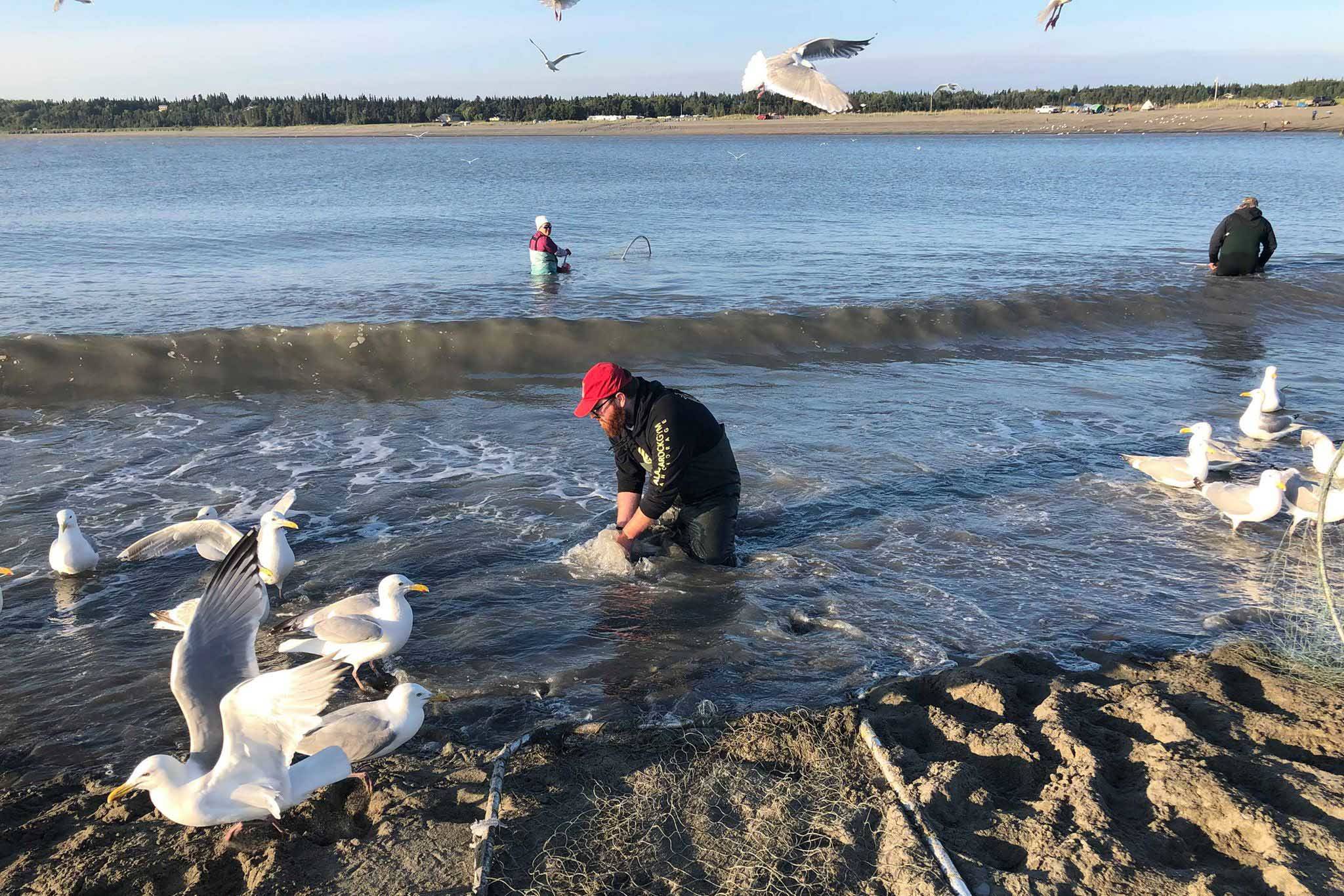 Nate Rochon cleans our fish after dip netting in the Kasilof River, on June 25, 2019, in Kasilof, Alaska. (Photo by Victoria Petersen/Peninsula Clarion)