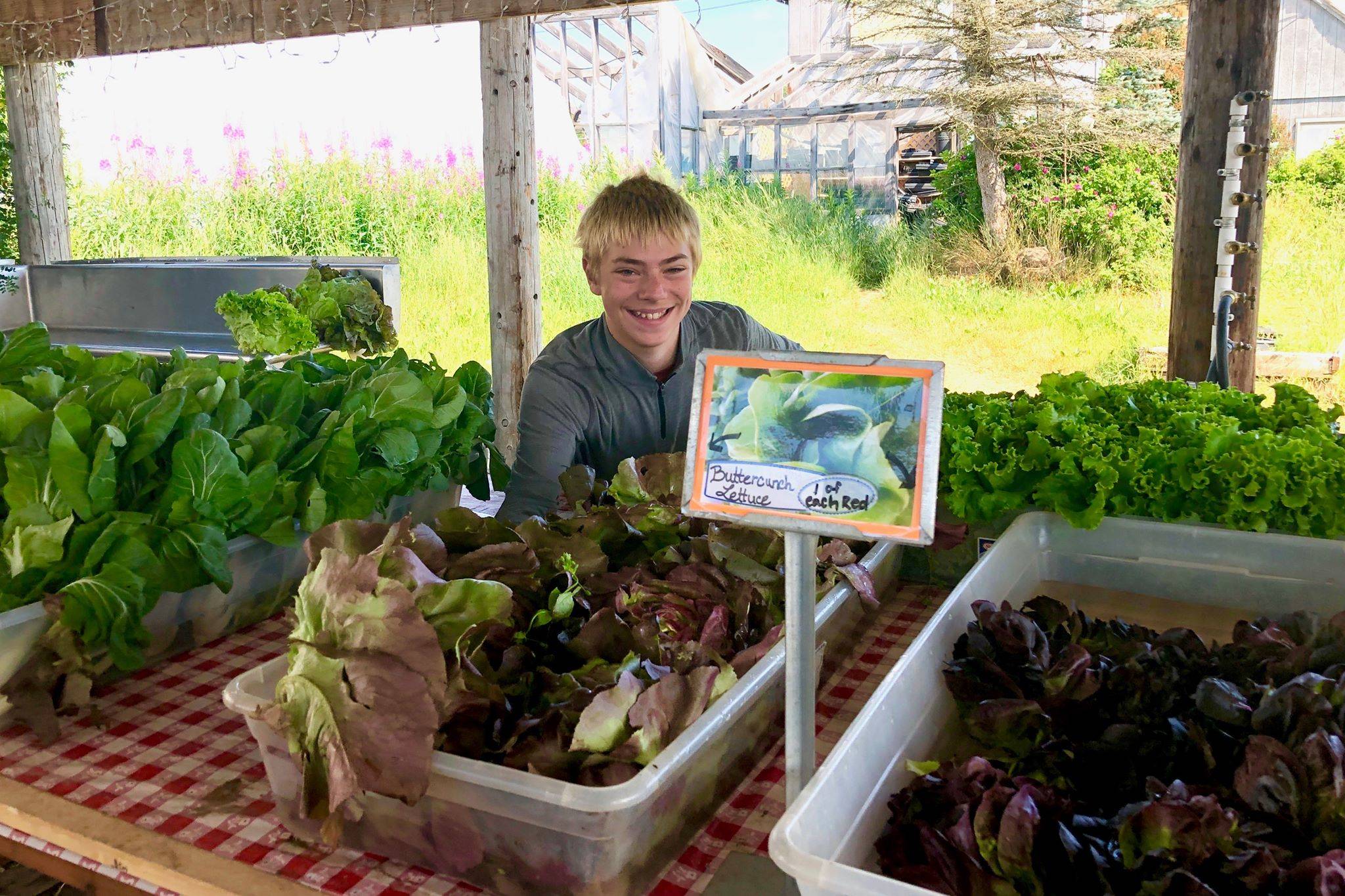 Kale Morse places produce at the pick up center for Ridgeway Farm’s community supported agriculture programs, which helps distribute locally grown produce to local residents, Wednesday, July 17, 2019, near Soldotna, Alaska. (Photo by Victoria Petersen/Peninsula Clarion)