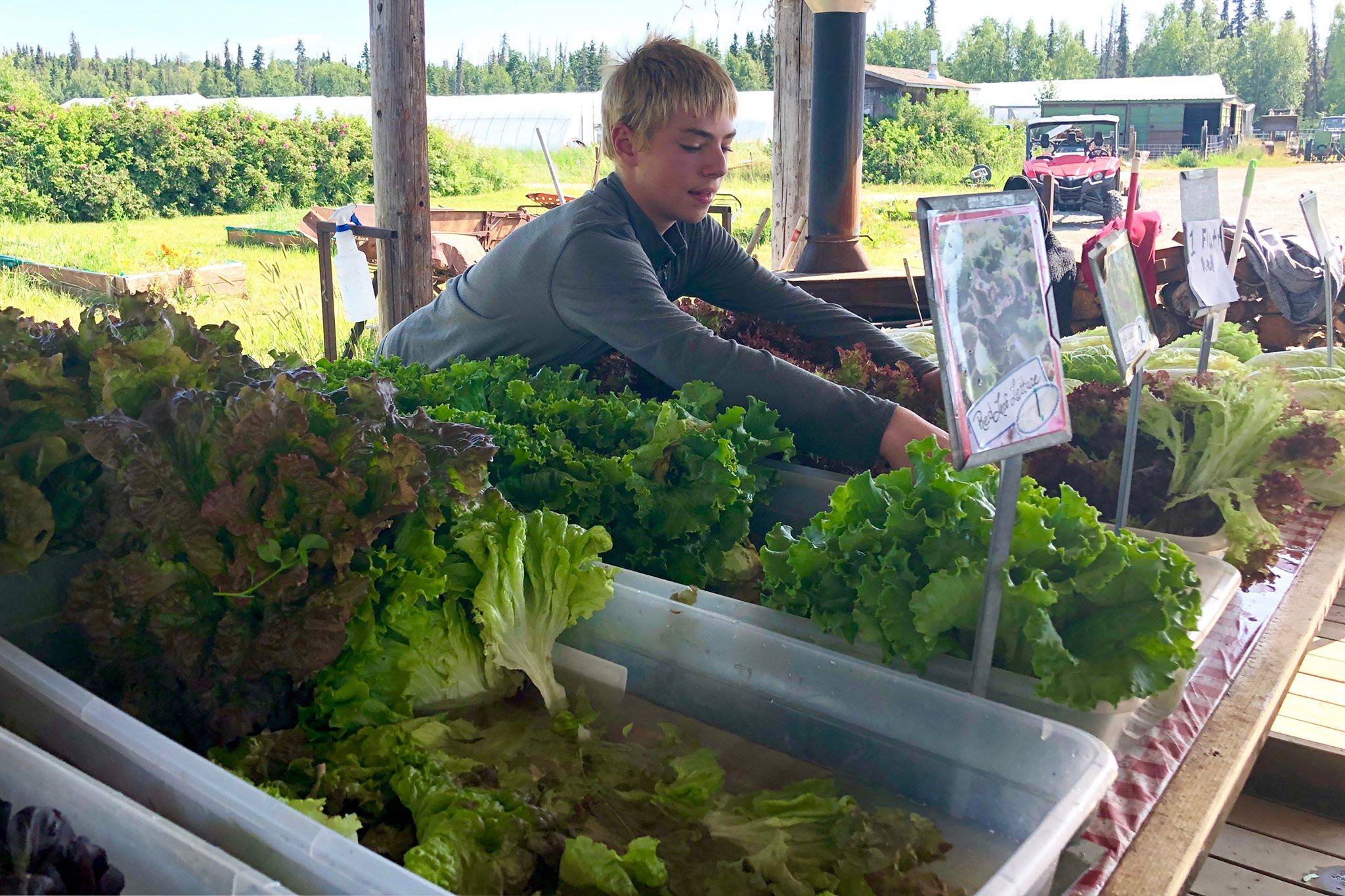 Kale Morse places produce at the pick up center for Ridgeway Farm’s community supported agriculture programs, which helps distribute locally grown produce to local residents, Wednesday, July 17, 2019, near Soldotna, Alaska. (Photo by Victoria Petersen/Peninsula Clarion)