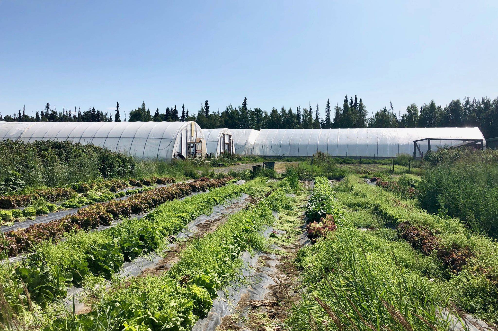 Ridgeway Farms near Soldotna has one of the area’s only community supported agriculture programs, which helps distribute locally grown produce to local residents, Wednesday, July 17, 2019, near Soldotna, Alaska. (Photo by Victoria Petersen/Peninsula Clarion)