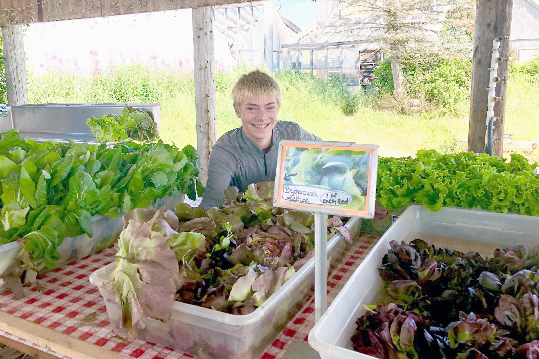 photos by Victoria Petersen / Peninsula Clarion                                 Kale Morse places produce at the pickup center Wednesday for Ridgeway Farm’s Community Supported Agriculture programs, which help distribute locally grown produce to residents near Soldotna.