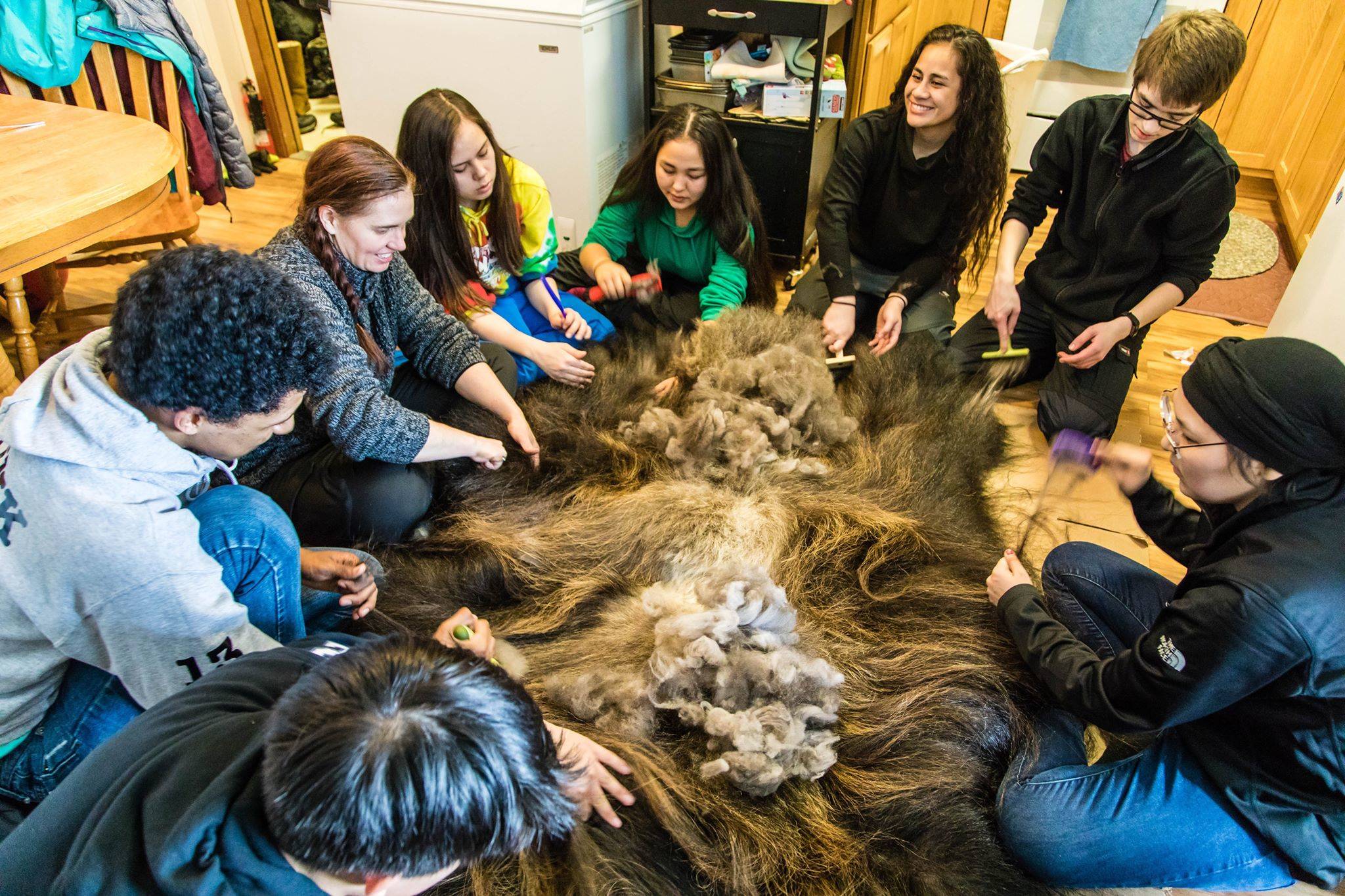 Erin Irwin / Education Week                                The East Anchorage High and Scammon Bay students gather at a home in the Native Village to learn how to comb fur from a musk ox hide using special combs and common forks. The fur can later be spun into yarn.