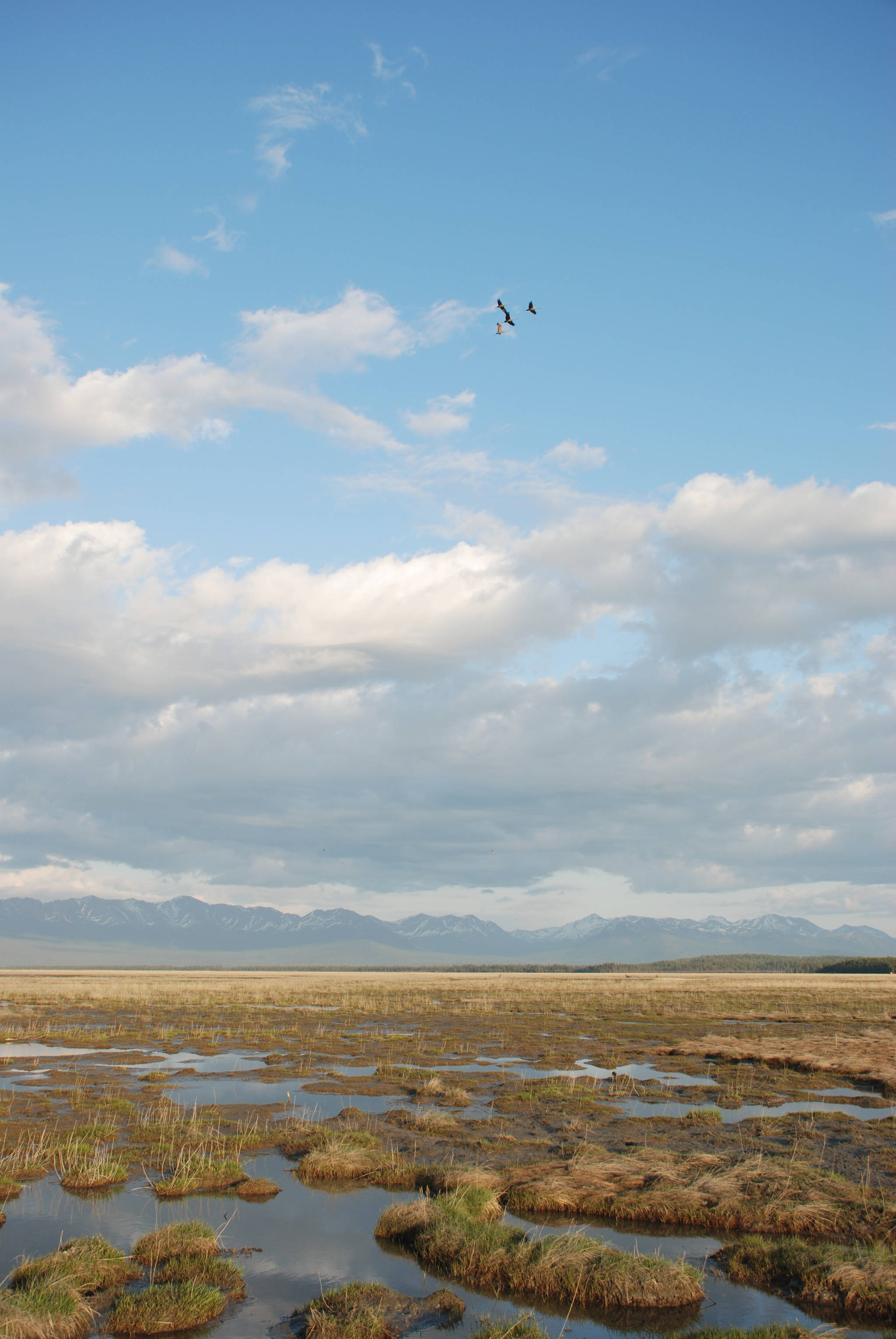 Sandhill cranes fly over salt-tolerant vegetation that is expanding on a slightly tilting but rising Chickaloon Flats decades after the 1964 Good Friday Earthquake. (Photo by John Morton/Kenai National Wildlife Refuge)