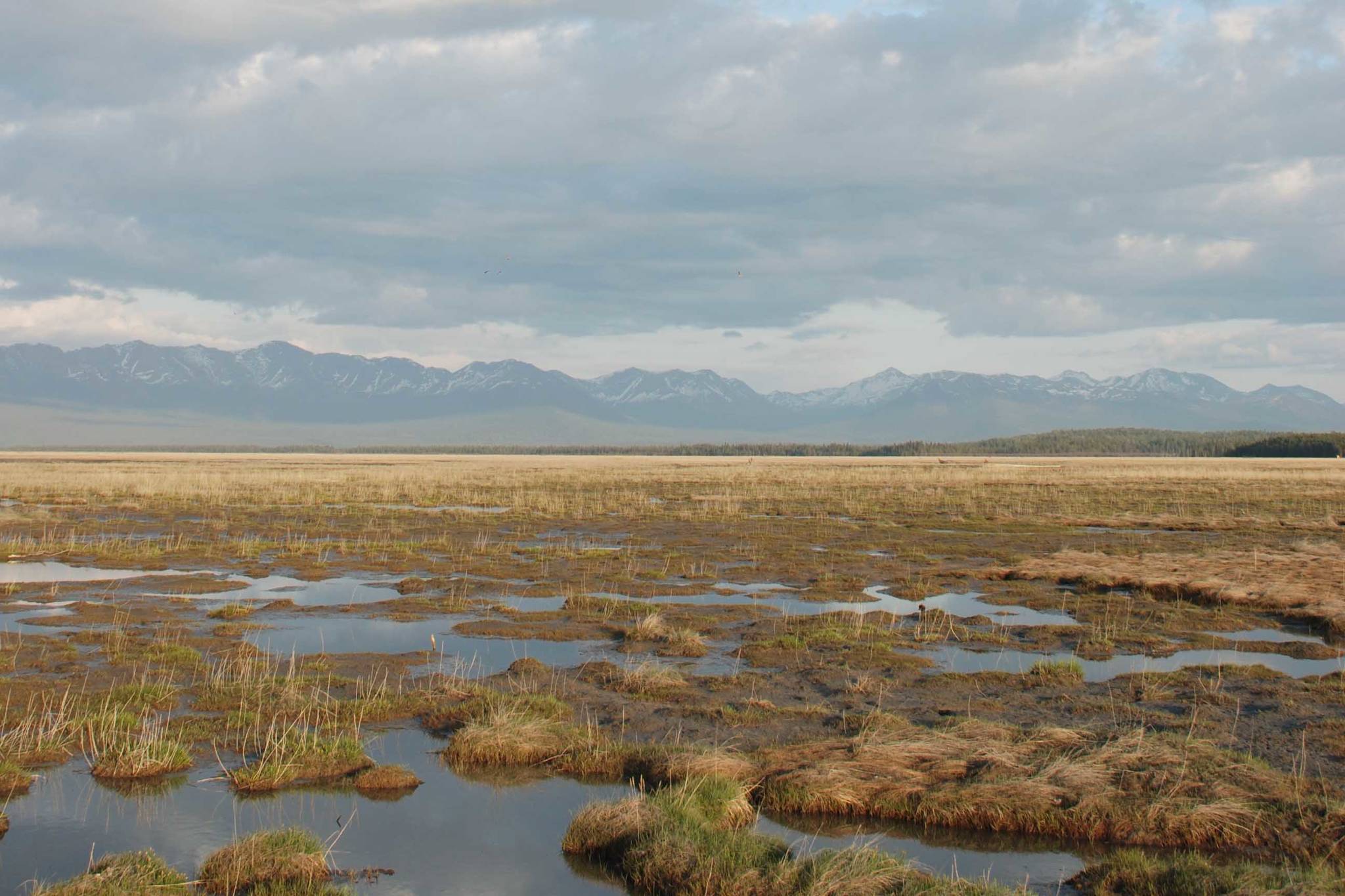 Refuge notebook: Rising estuary still provides great bird habitats