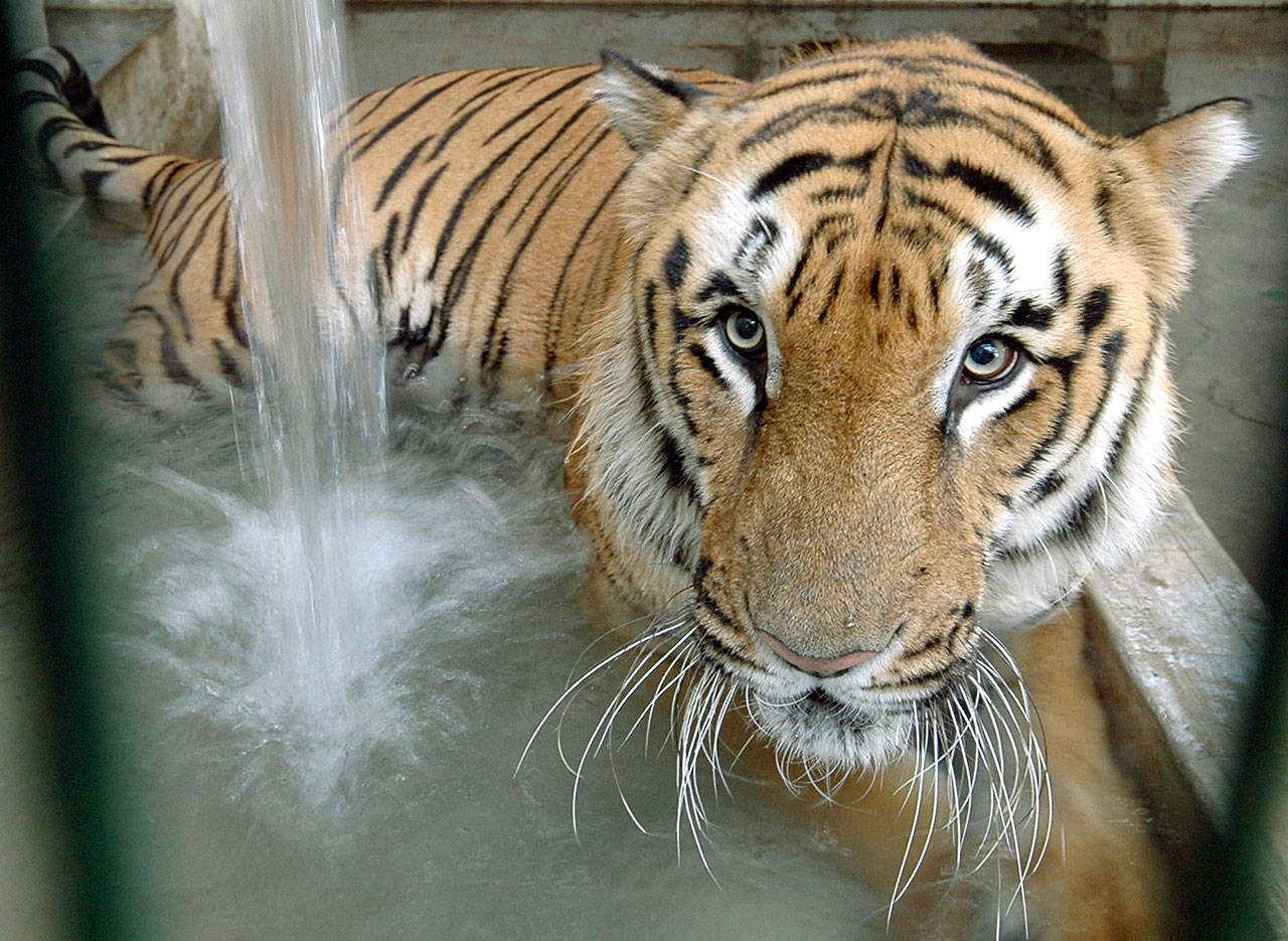 A tiger cools off at its enclosure at the zoo in Ahmadabad, India, in 2009. India’s tiger population has grown to nearly 3,000, making the country one of the safest habitats for the endangered animals. (AP Photo/Ajit Solanki, File)