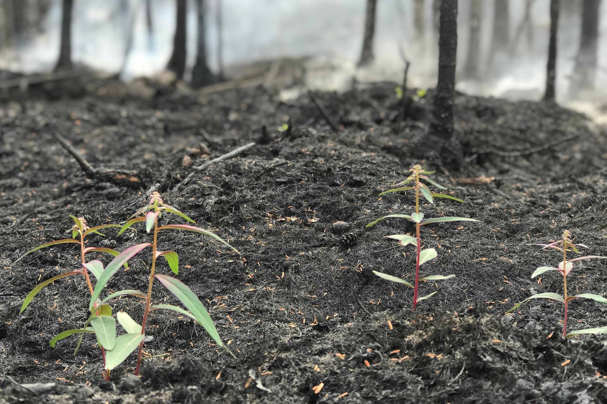 As portions of the Swan Lake Fire continue to smolder in the Kenai National Wildlife Refuge, new forest growth has already started sprouting near Watson Lake as seen here on July 24, 2019. (Courtesy Eastern Area Incident Management Team)