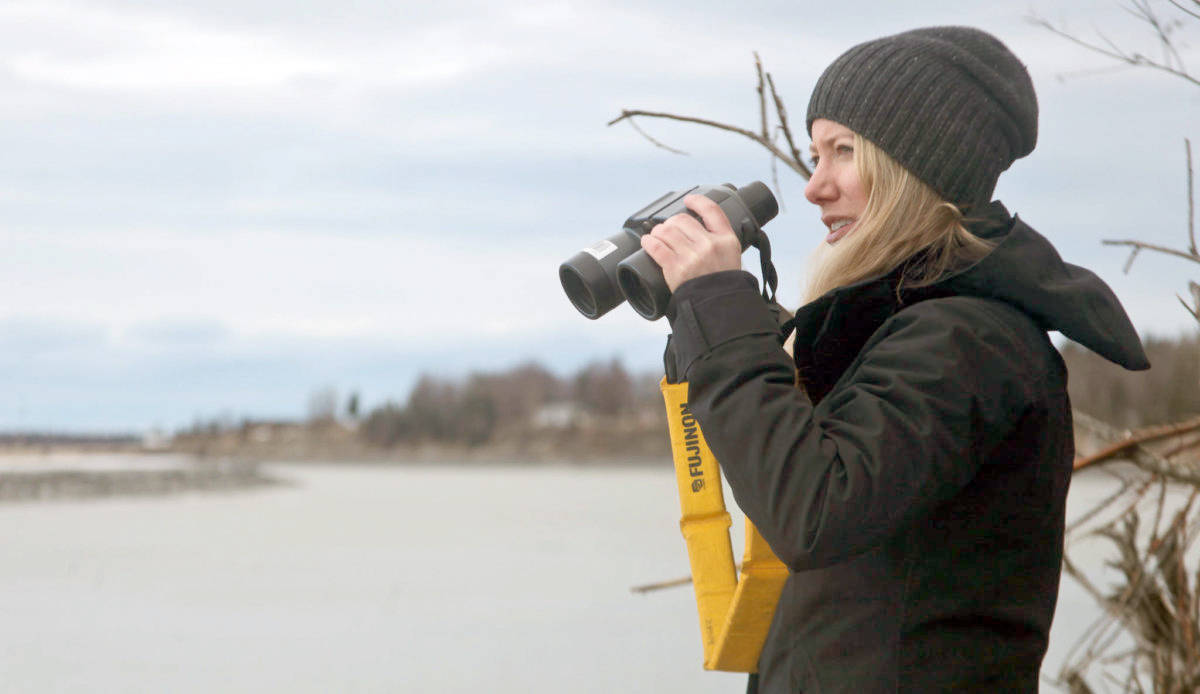Ben Boettger/Peninsula Clarion file                                Researcher Kim Ovitz observes a group of Cook Inlet beluga whales milling in a bend of the Kenai River by Cunningham Park on April 10 in Kenai.