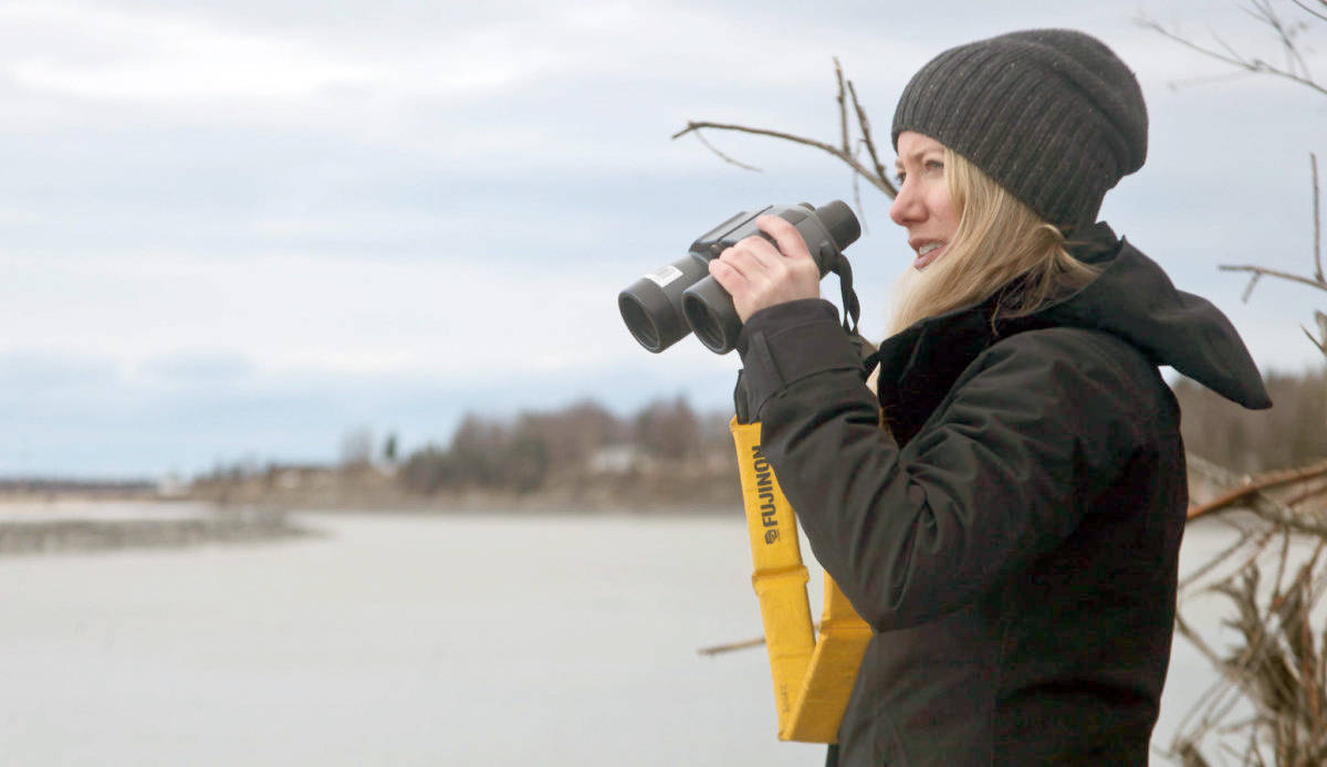 Researcher Kim Ovitz observes a group of Cook Inlet beluga whales milling in a bend of the Kenai River by Cunningham Park on Tuesday, April 10, 2018 in Kenai, Alaska. (Ben Boettger/Peninsula Clarion)