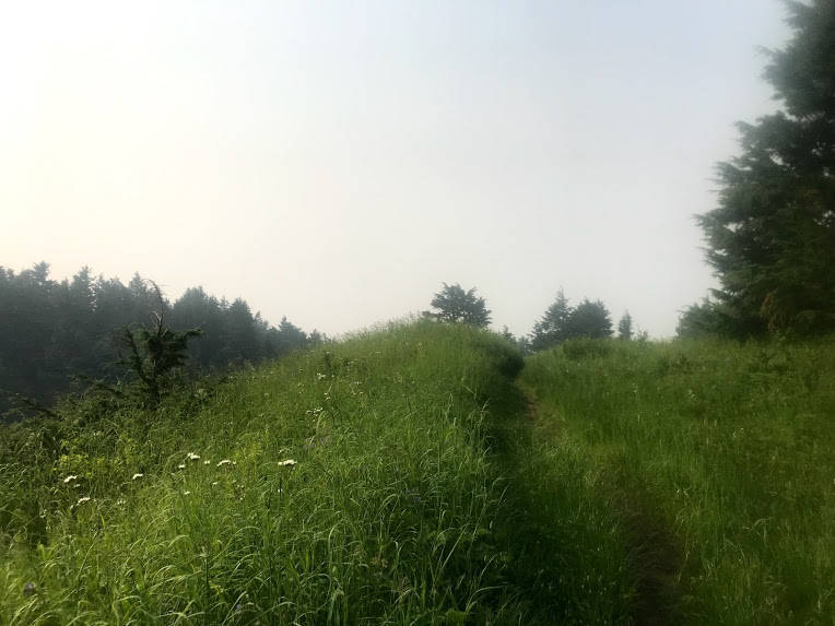 There are a lot of paths to choose from in Seward, like the Lost Lake Trail. (Photo by Kat Sorensen/Peninsula Clarion)