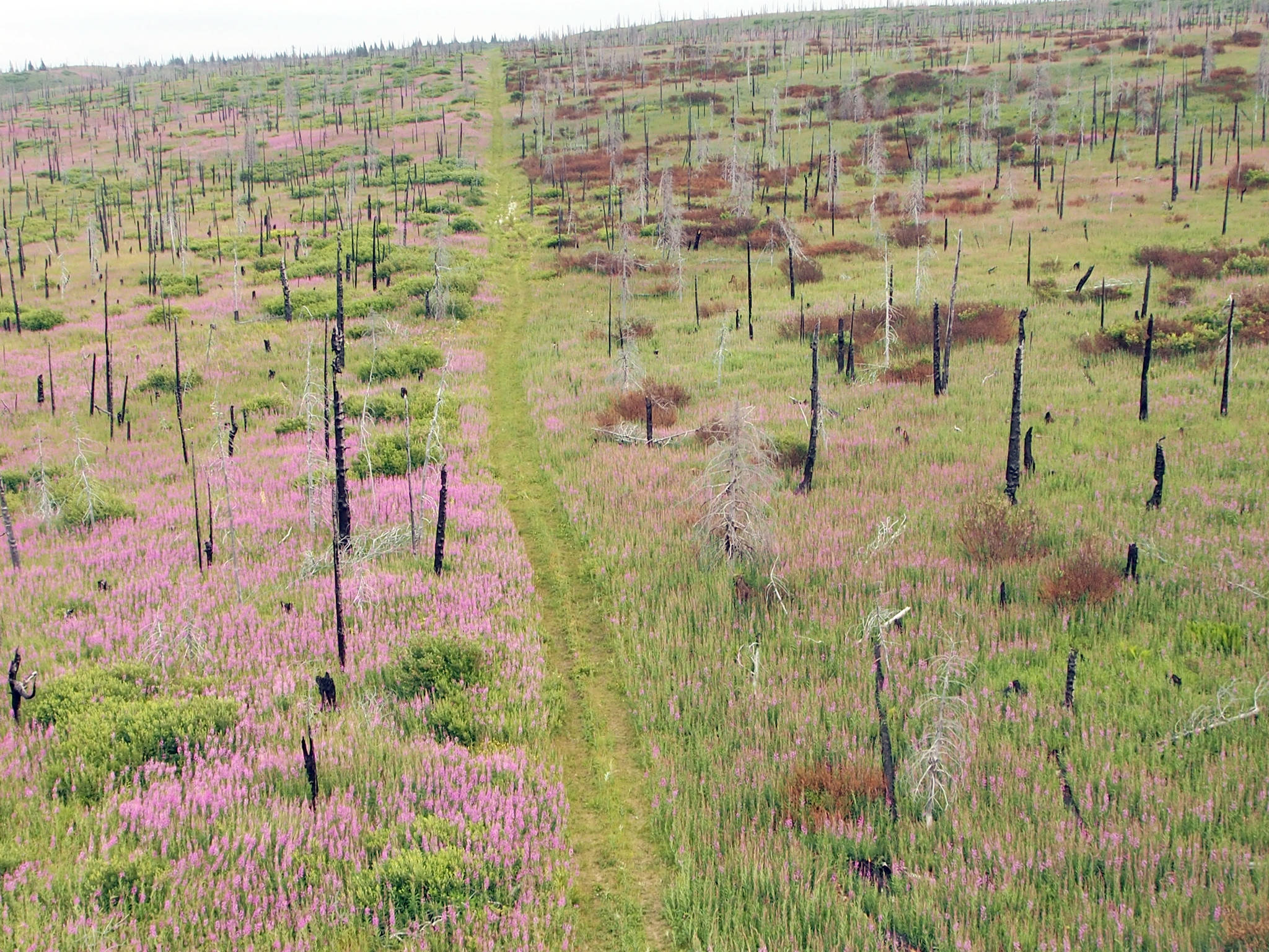 Predicting a warming and drying climate in the Caribou Hills is easier than predicting its ecological trajectory. (Photo provided by Kenai National Wildlife Refuge)