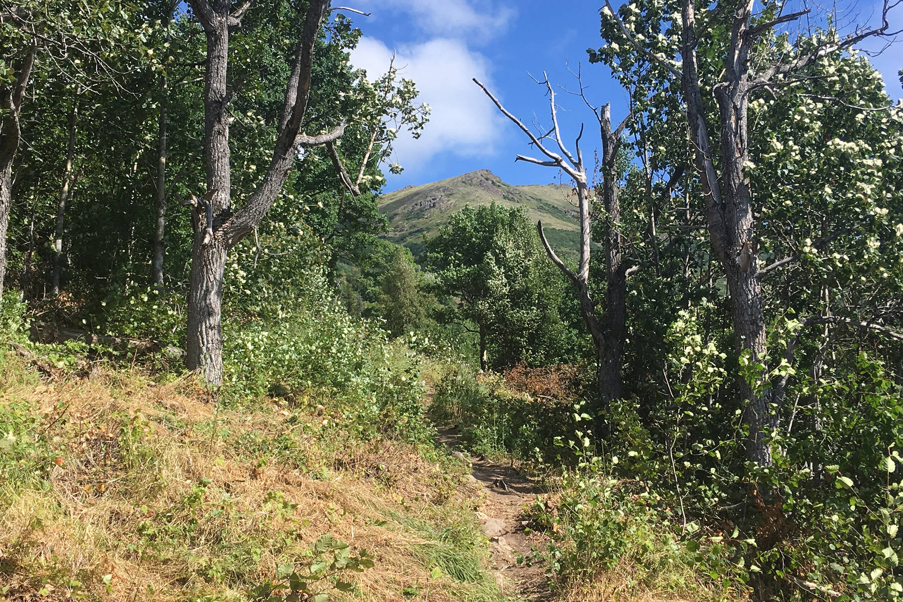 The Skyline trail appears brushed out Aug. 2, 2019. (Photo by Jeff Helminiak/Peninsula Clarion)