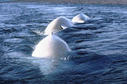 Alaska Department of Fish and Game                                Beluga whales arch their backs through the surface of the water in September 2017. Of Alaska’s five distinct beluga whale populations, only Cook Inlet’s is listed as endangered.
