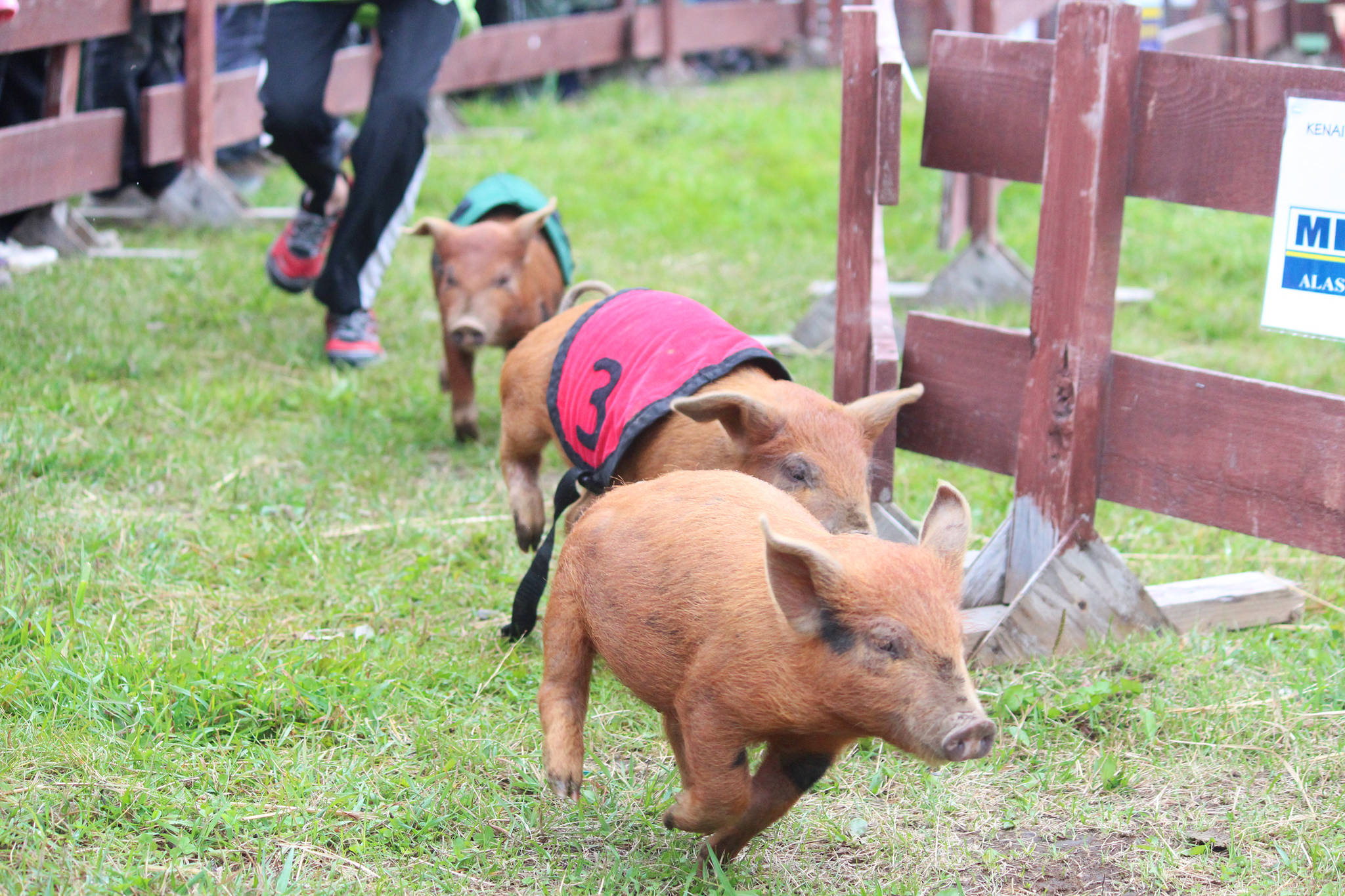 Pigs run through a circular course, chased by a young volunteer, during the pig races at the Kenai Peninsula Fair, on Aug. 18, 2018 at the fairgrounds in Ninilchik, Alaska. (Photo by Megan Pacer/Homer News)