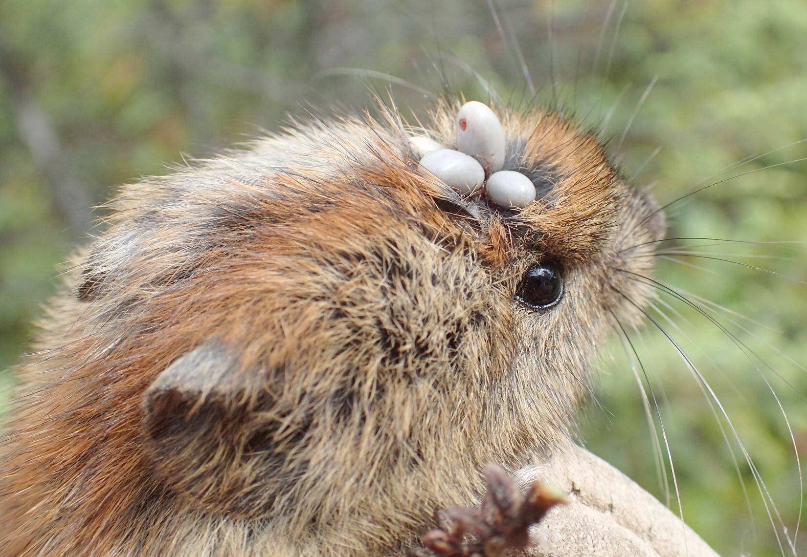 A red-backed vole parasitized by vole ticks at Headquarters Lake in Soldotna, Alaska, on July 9, 2017. (Credit: Matt Bowser/USFWS)