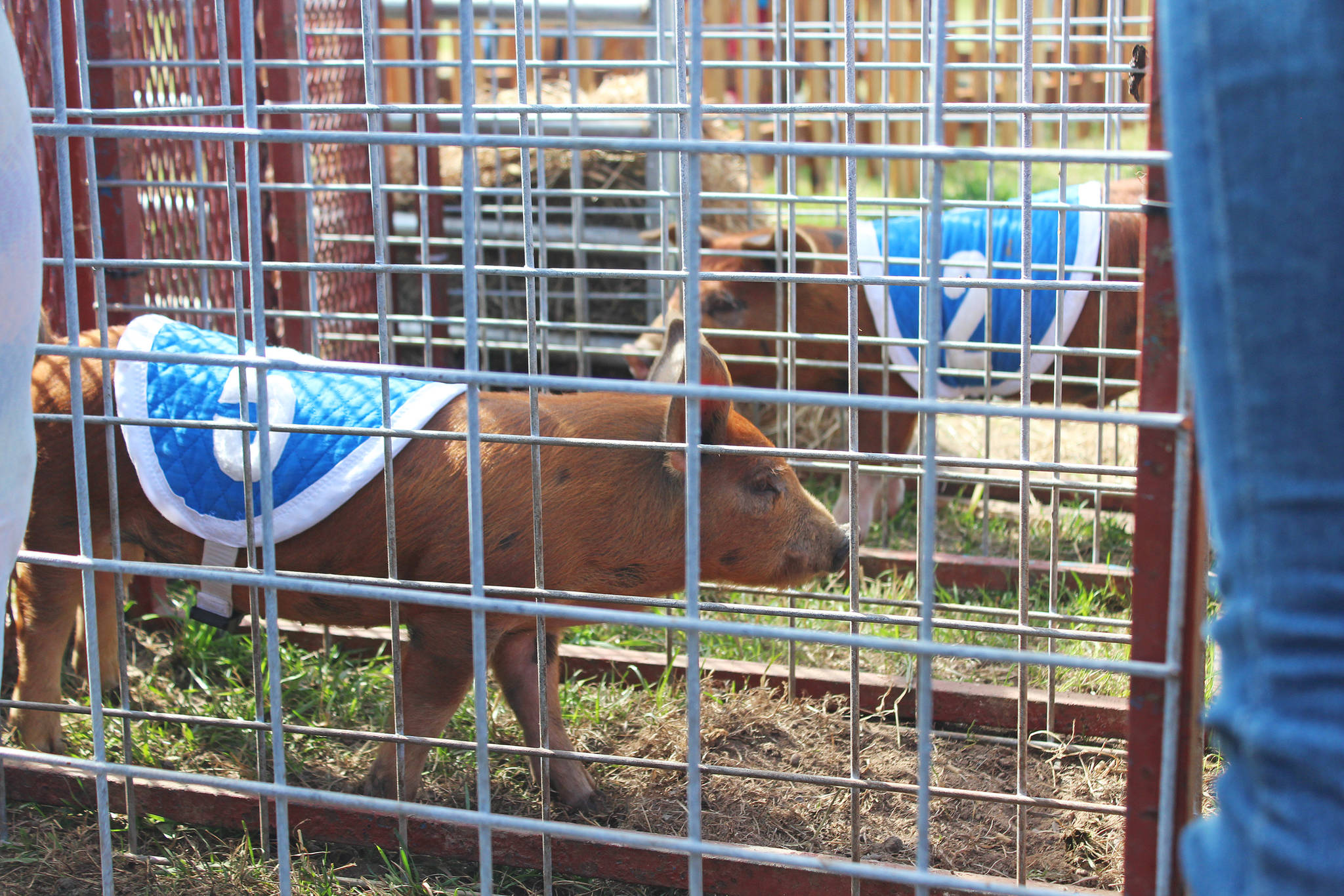 Piglets about to be let loose on a race course wait in their contestant holding pens during the pig races at the Kenai Peninsula Fair on Friday, Aug. 16, 2019 in Ninilchik, Alaska. Spectators bet on which pig they think will win in each heat, and proceeds go to support the fair. (Photo by Megan Pacer/Homer News)