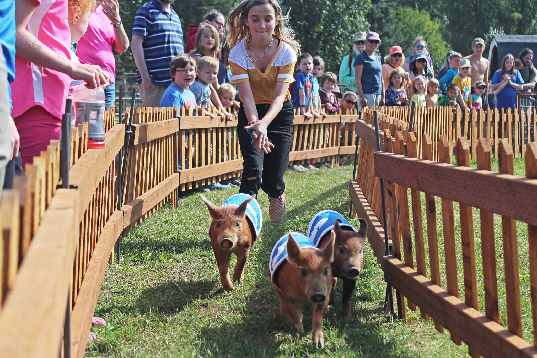 A young volunteer chases three piglets named Mary Hamkins, Petunia and Sir Oinks-a-lot through the race Kenai Peninsula Fairgrounds during the pig races on Friday, Aug. 16, 2019 in Ninilchik, Alaska. Spectators place bets on their favorite swine to win and the proceeds go to support the fair. (Photo by Megan Pacer/Homer News)