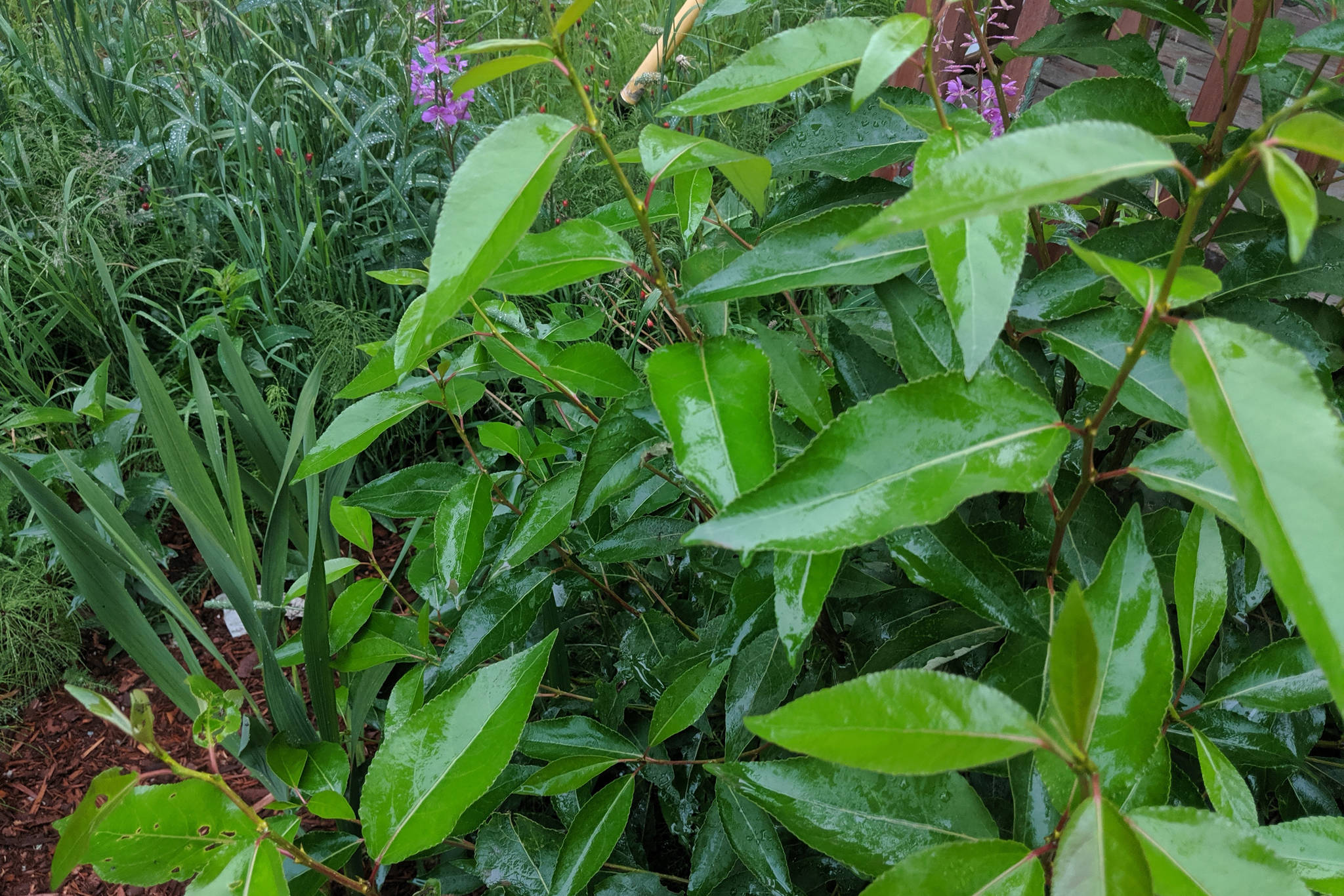 Water can be seen on foliage after a rainstorm on July 14, 2019, in Kalifornsky, Alaska. The last significant rain to fall on the peninsula was July 26-28. (Photo by Erin Thompson/Peninsula Clarion)