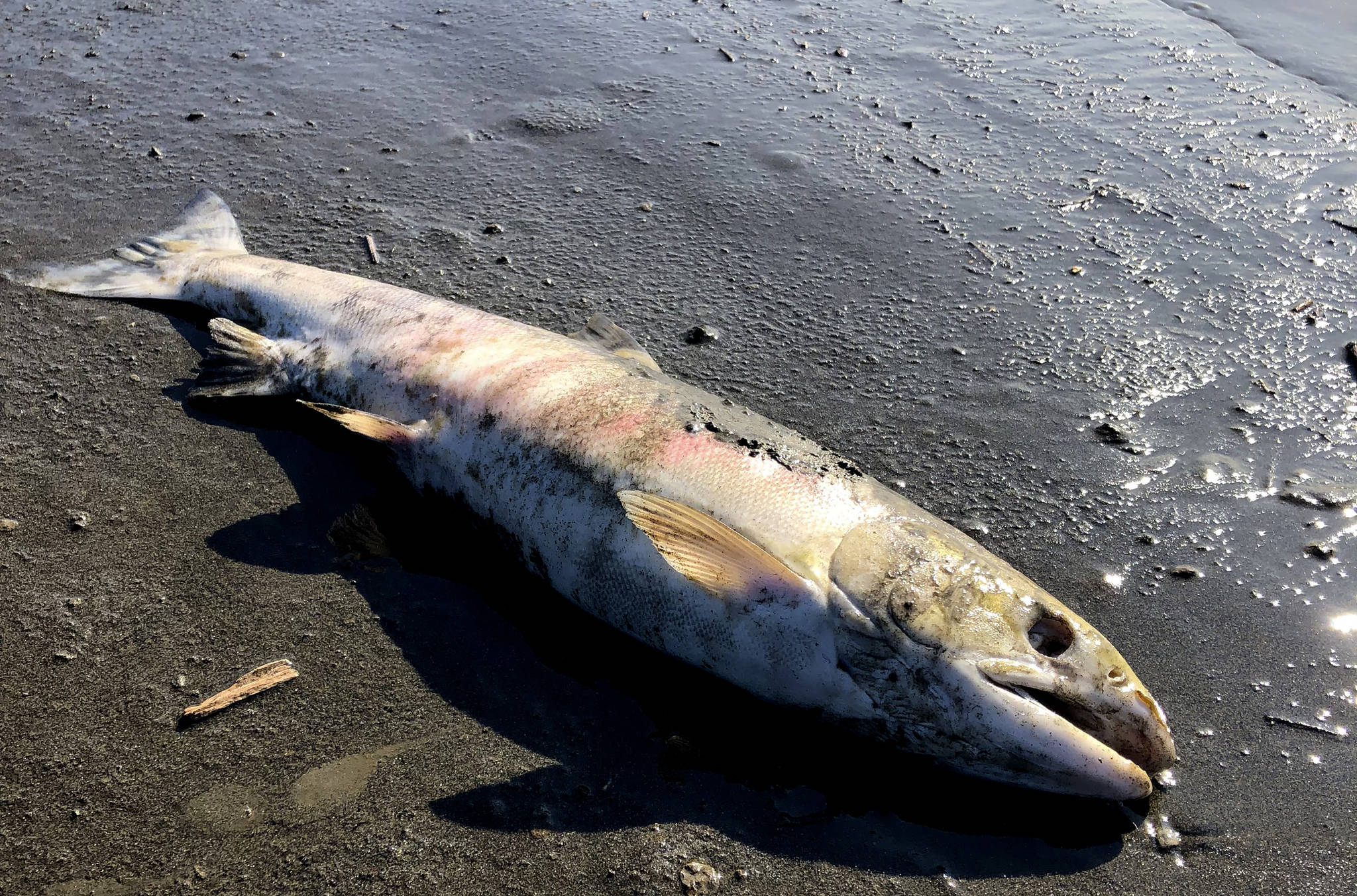 This July 2019 photo provided by Peter Westley shows a carcass of chum salmon lying along the shore of the Koyukuk River near Huslia, Alaska. Alaska scientists and fisheries managers are investigating the deaths of salmon that may be tied to the state’s unusually hot, dry summer. July was the hottest month ever recorded in Alaska. (Peter Westley, University of Alaska Fairbanks via AP)