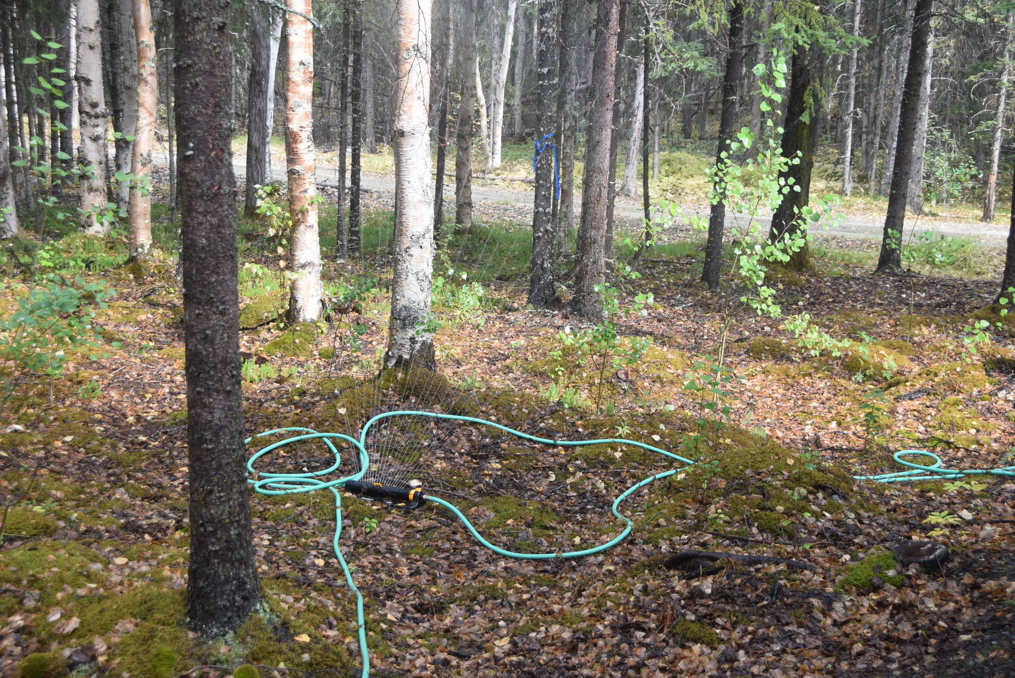 A sprinkler system set up for structure protection can be seen here at the home of Michael Link in Cooper Landing, Alaska on Aug. 30, 2019. (Photo by Brian Mazurek/Peninsula Clarion)                                A sprinkler system set up for structure protection can be seen here at the home of Michael Link in Cooper Landing, Alaska on Aug. 30, 2019. (Photo by Brian Mazurek/Peninsula Clarion)