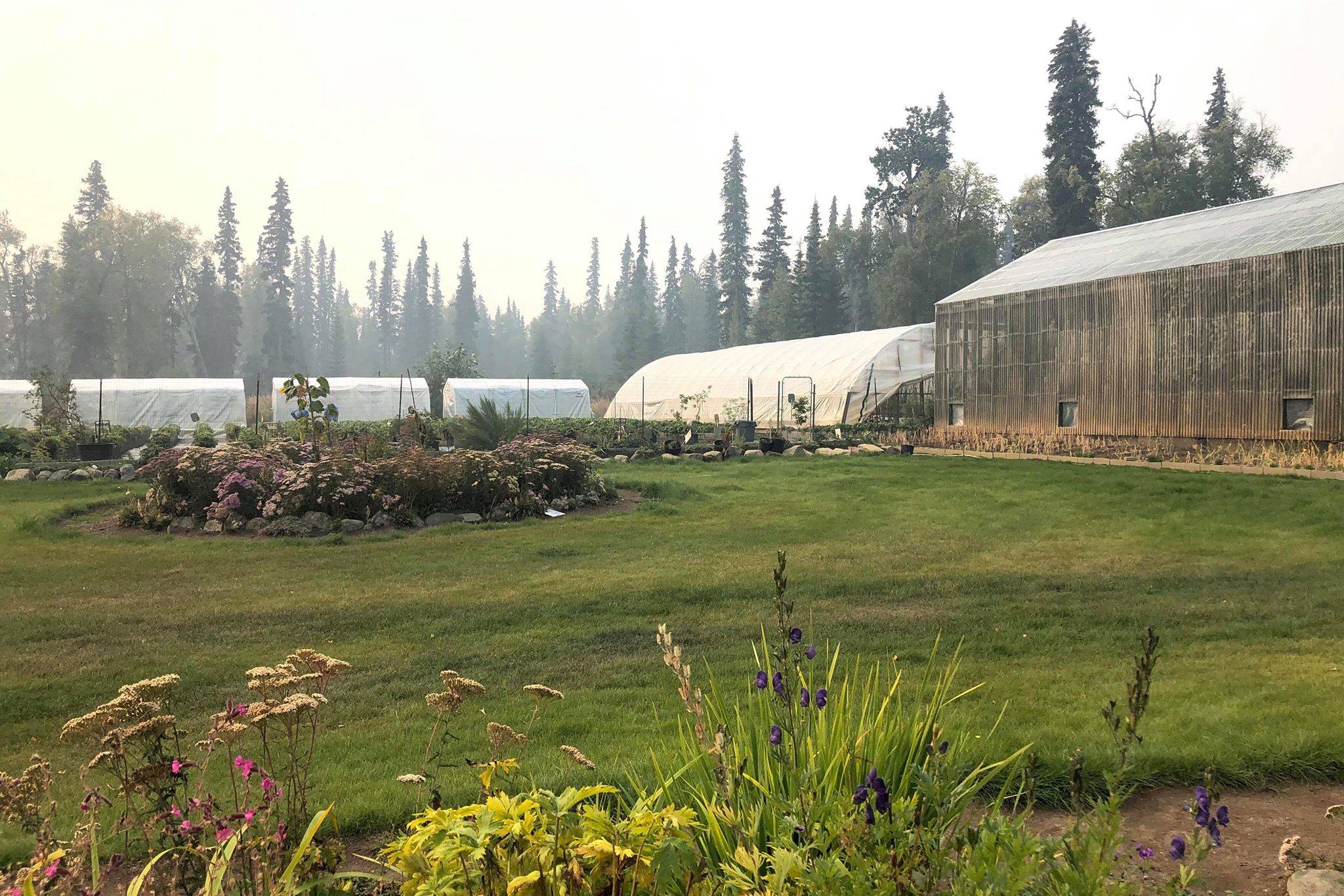 Photo by Victoria Petersen/Peninsula Clarion                                 Dozens of plants are grown at Jackson Gardens and Nursery near Soldotna, Monday, Aug. 26.