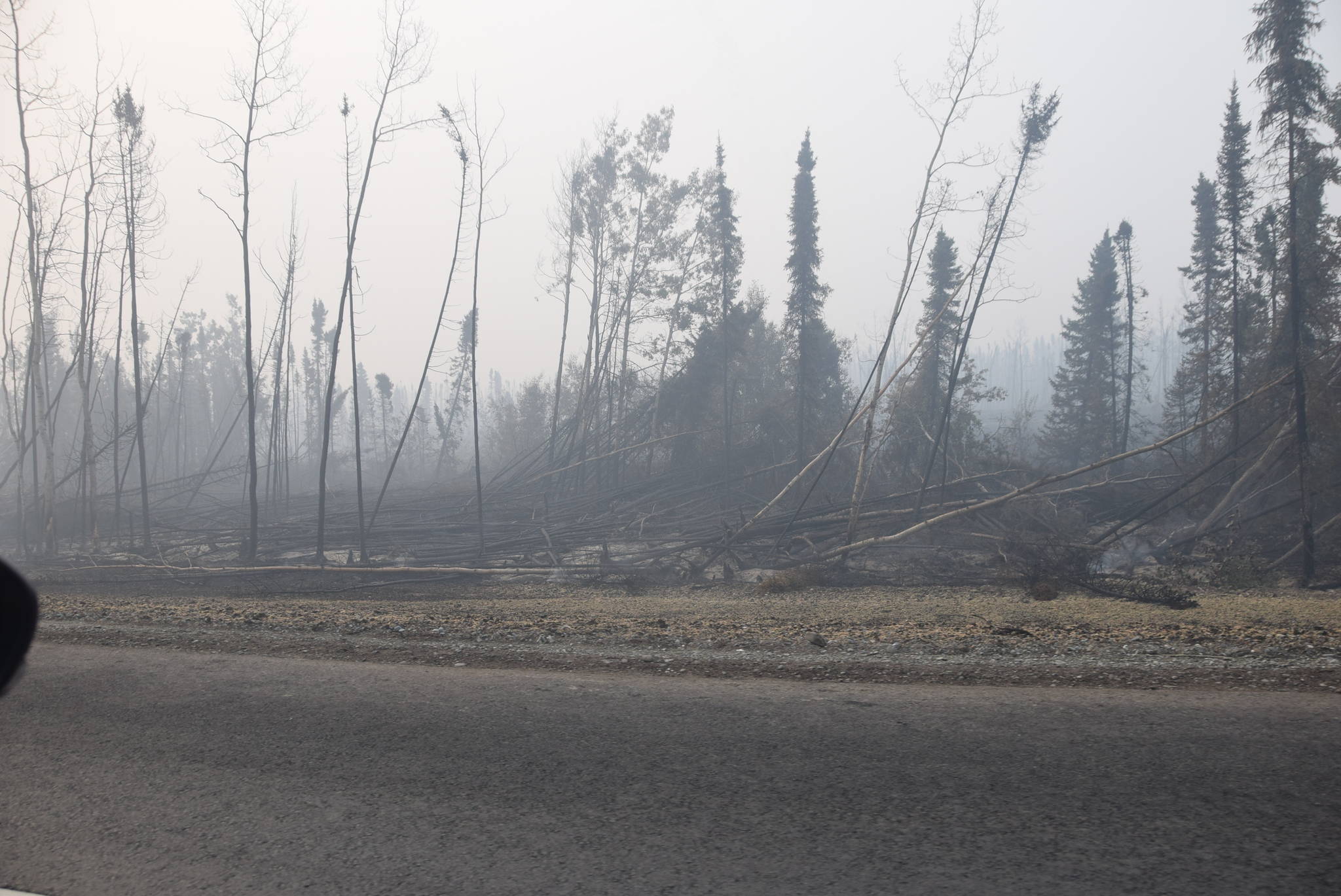 Trees burned by the Swan Lake Fire and knocked down by gusts of wind can be seen here along the Sterling Highway on Aug. 30, 2019. (Photo by Brian Mazurek/Peninsula Clarion)