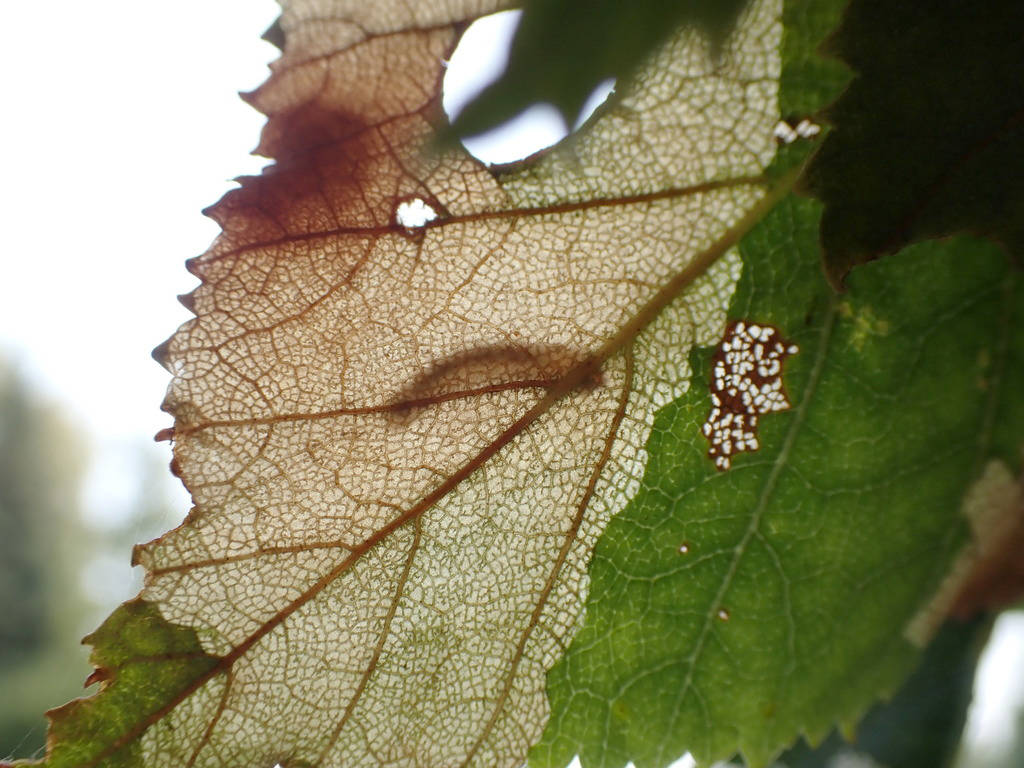 <em></em>Birch leaf with <em>Heterarthus nemoratus,</em> the late birch leafminer. Notice the larvae, the reddish-brown discoloration, and the location of the mine on the leaf edge. (Photo by Matt Bowser/Kenai National Wildlife Refuge)