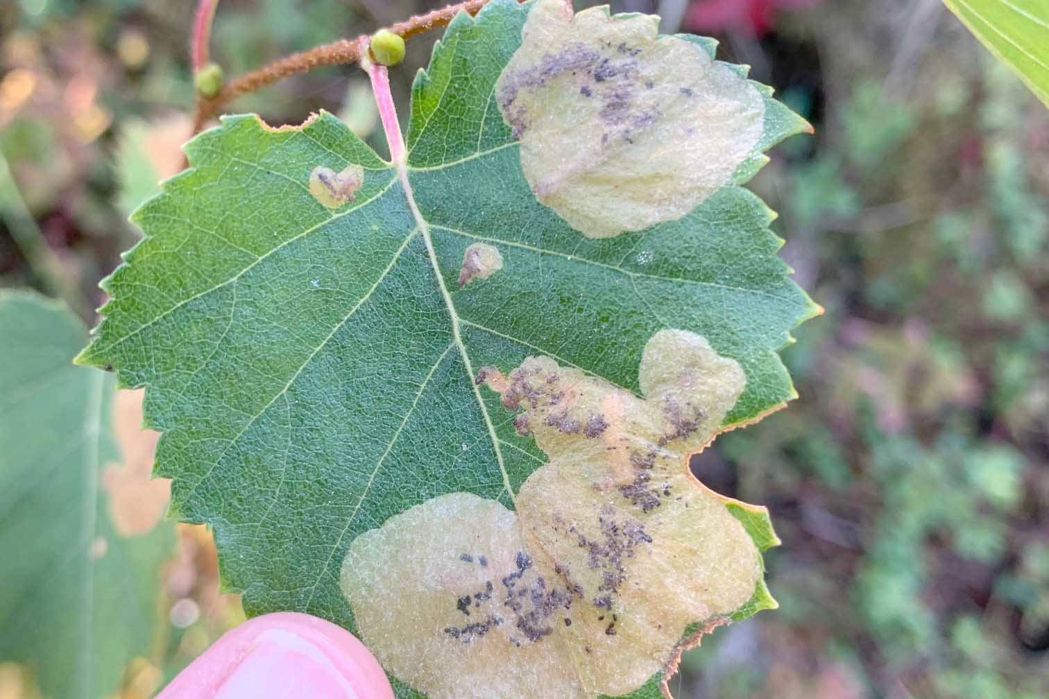 Refuge notebook: Why are the birch trees brown?