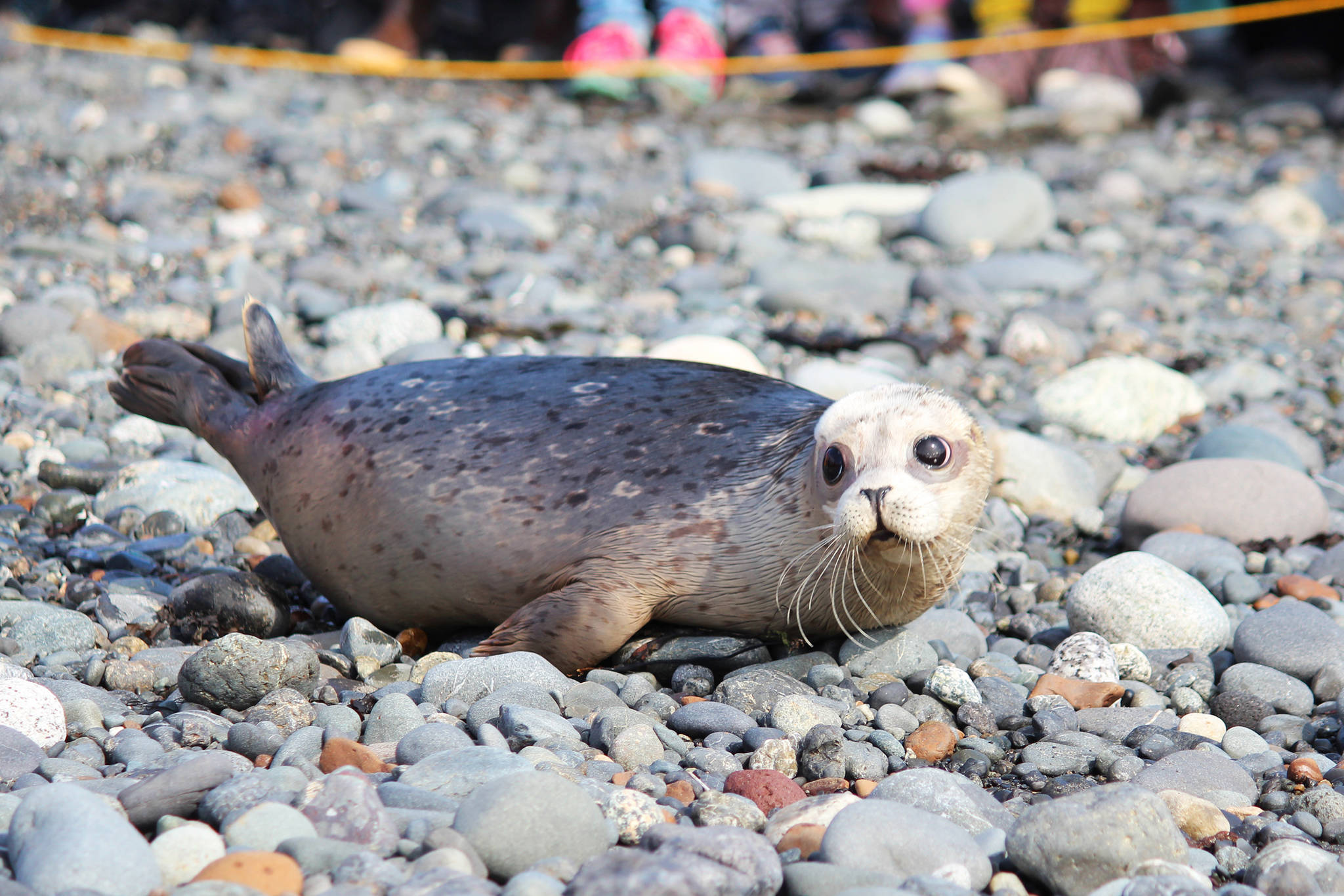 A harbor seal makes its way down to the waters of Kachemak Bay after being released back into the wild by the Alaska SeaLife Center on Thursday, Sept. 5, 2019 at Bishop’s Beach in Homer, Alaska. The center rehabilitated and released two harbor seals that were found neglected on Homer area beaches in Kachemak Bay this May. (Photo by Megan Pacer/Homer News)