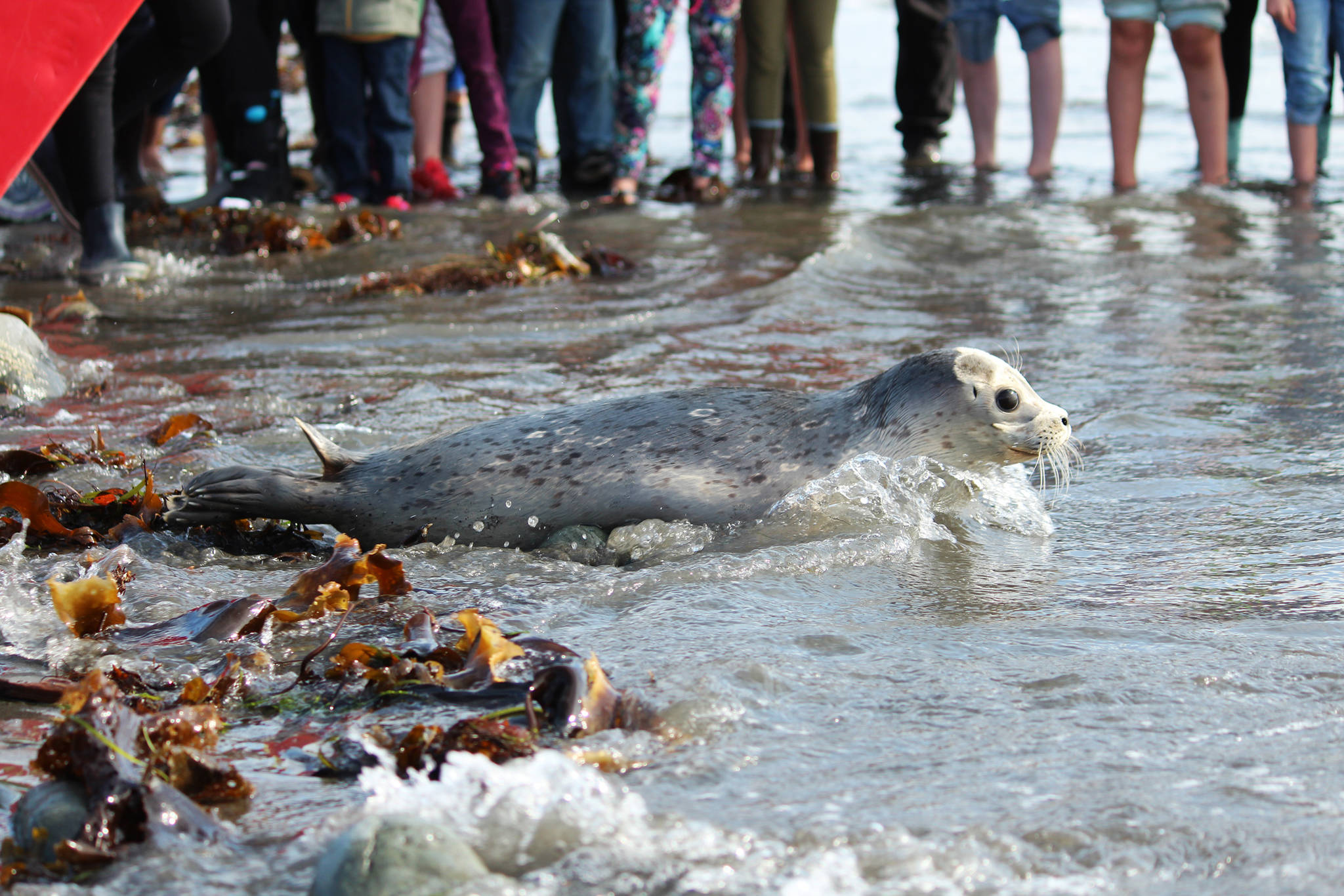 Megan Pacer/Homer News                                A harbor seal swims into the waters of Kachemak Bay after being released back into the wild by the Alaska SeaLife Center on Thursday at Bishop’s Beach in Homer. The center released two harbor seals Thursday after rehabilitating them through the Wildlife Response Program. The seals were found neglected on Homer area beaches along Kachemak Bay this May.