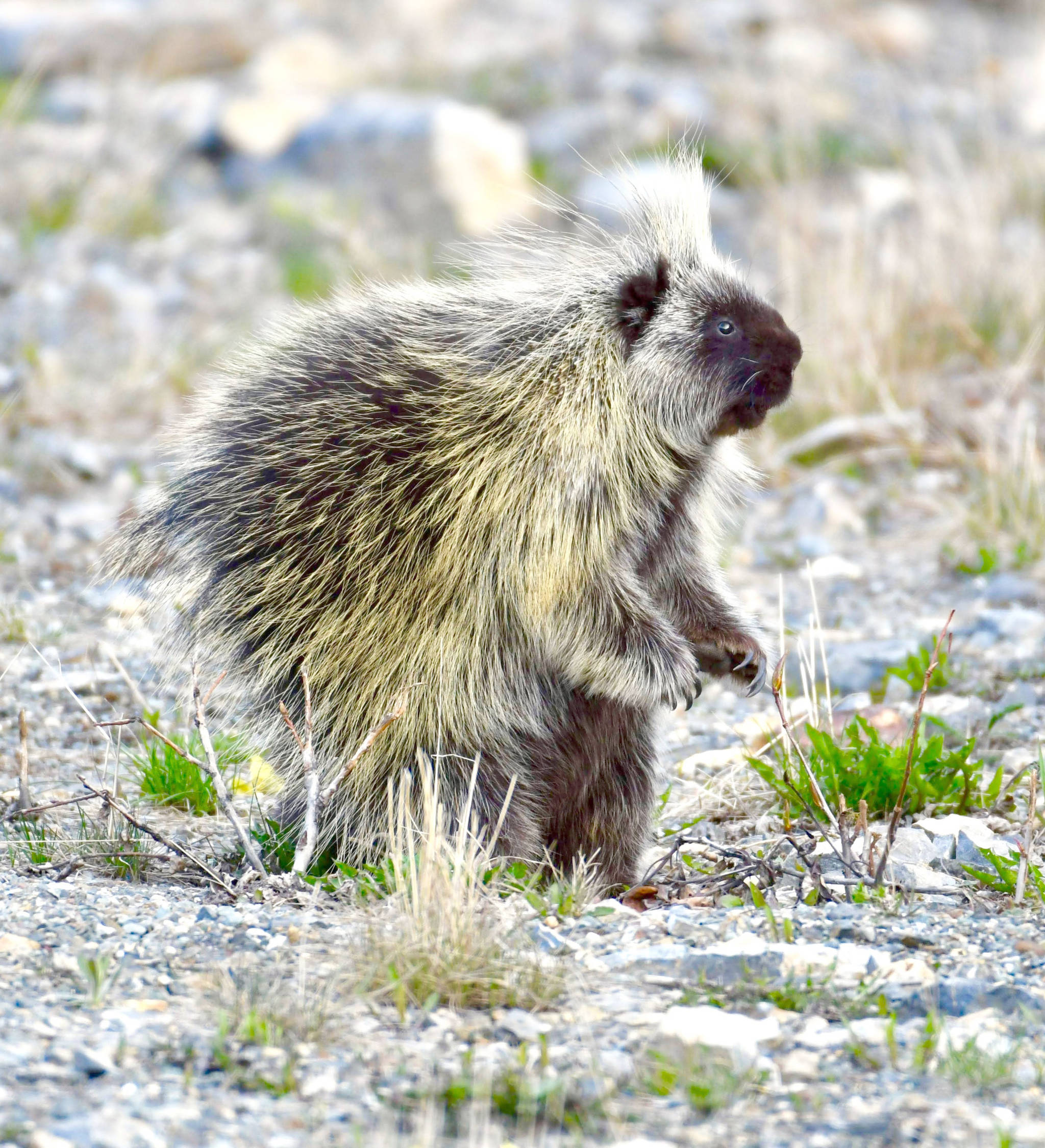 Refuge notebook: The porcupine — an underappreciated creature