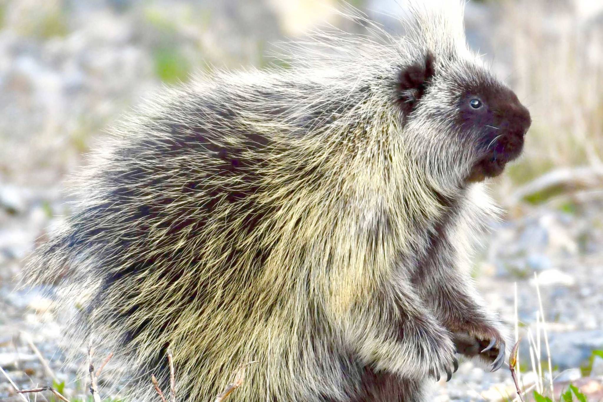 Refuge notebook: The porcupine — an underappreciated creature