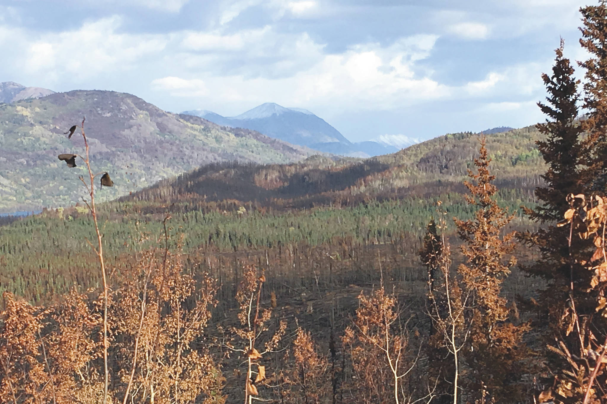 Jeff Helminiak / Peninsula Clarion                                 Damage from the Swan Lake Fire can be seen from Skilak Lake Road in the Kenai National Wildlife Refuge on Wednesday.