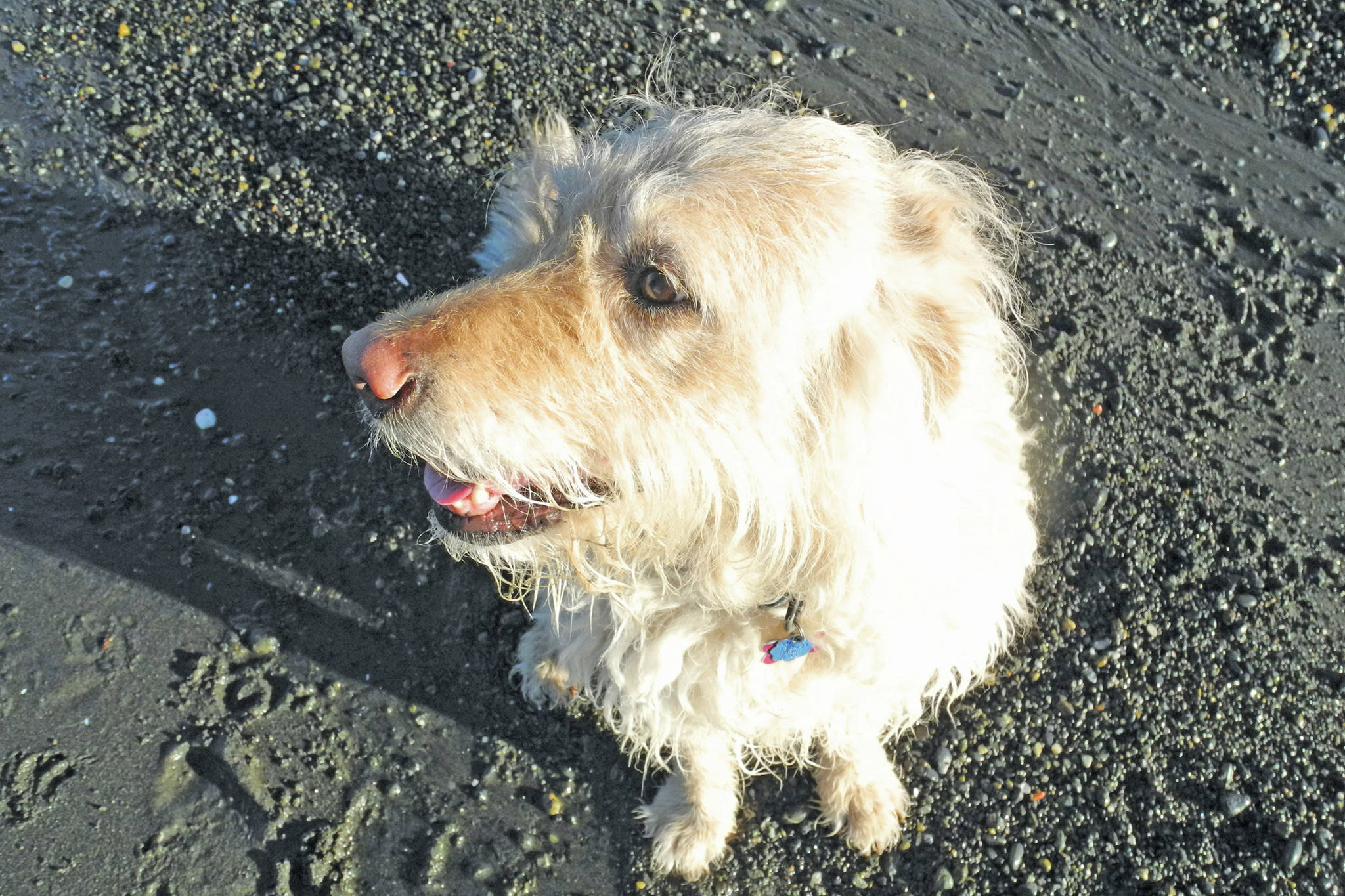 Michael Armstrong’s dog, Leia, waits patiently to go for a walk on the Homer Spit beach on Jan. 25, 2014, in Homer, Alaska. (Photo by Michael Armstrong/Homer News)