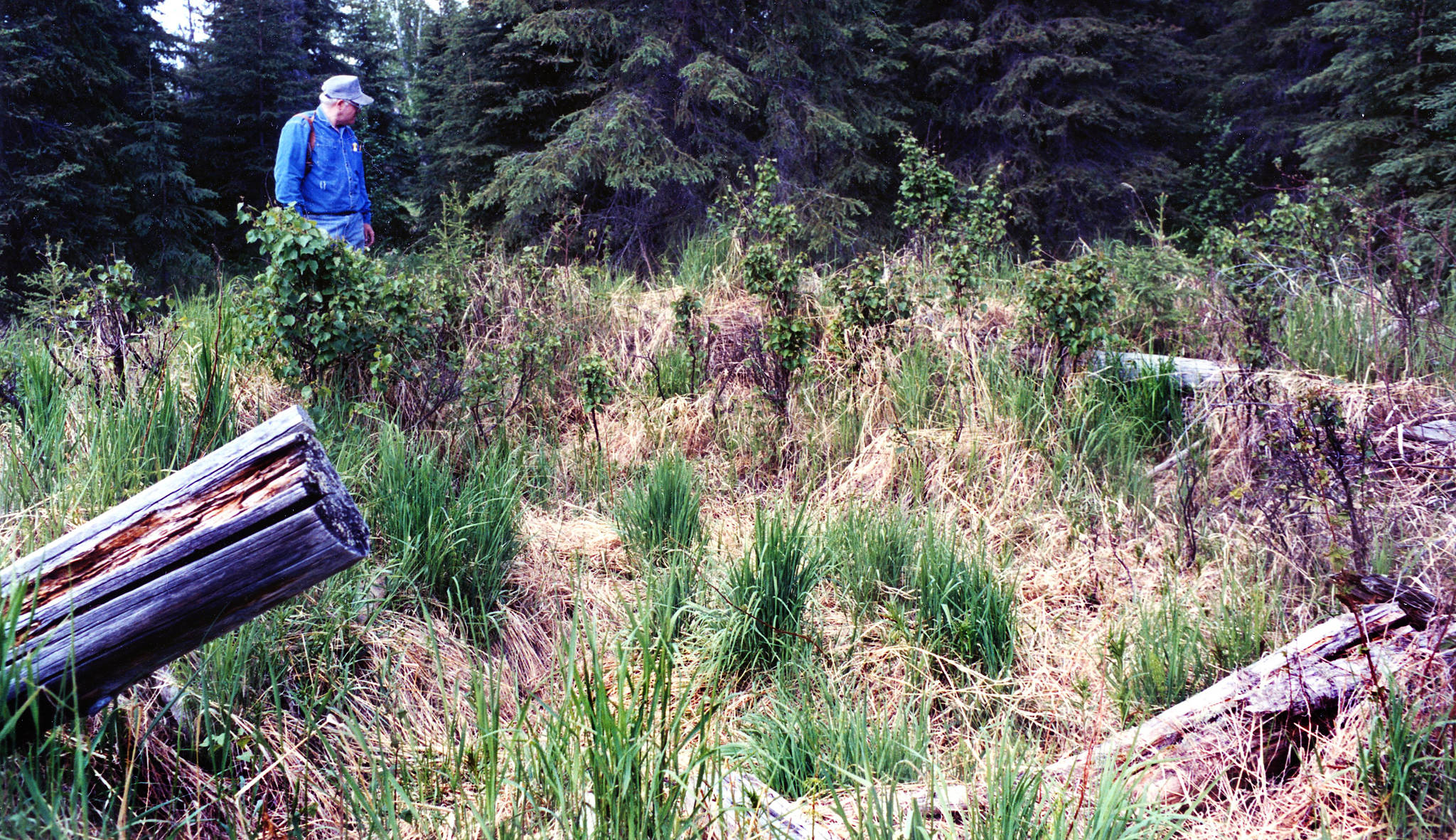 Drew at King Country Creek cabin remains are pictured in 1999. All that remains of the last King County Creek cabin, just inland from Skilak Lake, are these well-weathered logs, which are difficult to find in the tall grass at that location. (Photo by Clark Fair)