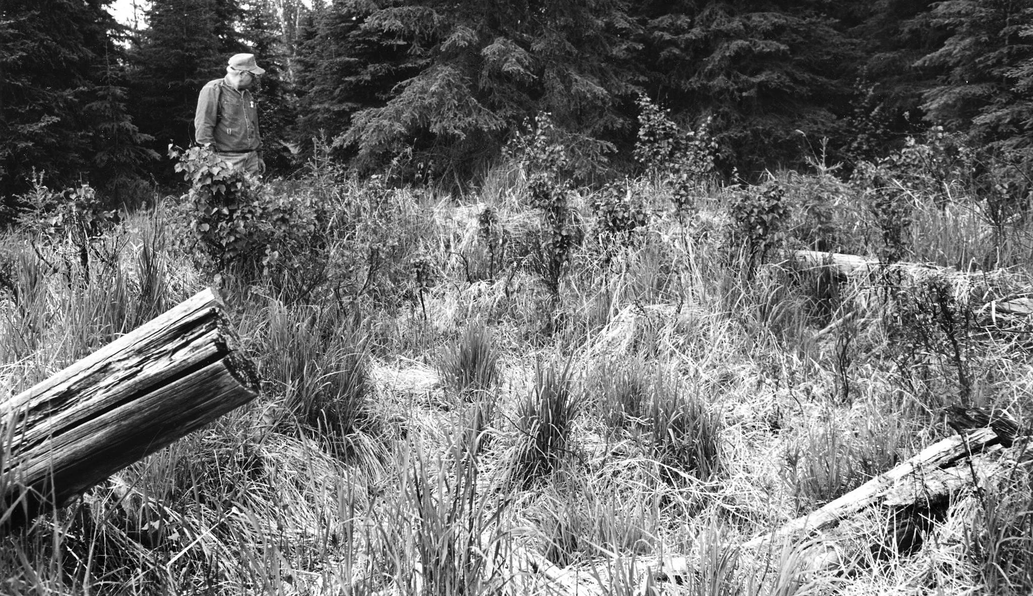 Photo by Clark Fair
Drew at King Country Creek cabin remains are pictured in 1999. All that remains of the last King County Creek cabin, just inland from Skilak Lake, are these well-weathered logs, which are difficult to find in the tall grass at that location. ()
