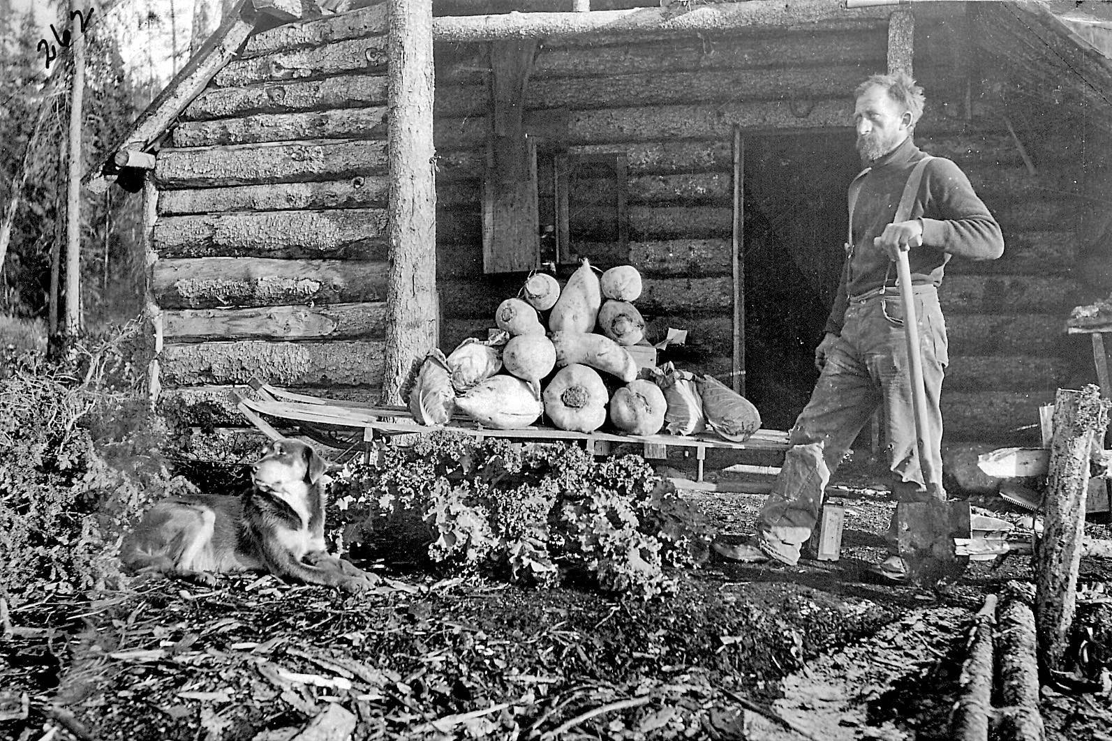 U.S. Forest Service photo
Herman Stelter, one of the few members of the Kings County Mining Company to remain in or return to Alaska, poses here with a big crop of vegetables by his home near the Kenai River canyon circa 1910s.