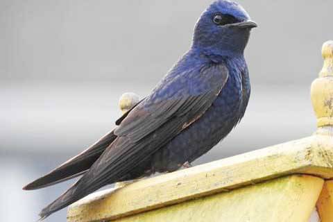 Refuge notebook: Taking the wild out of wildlife