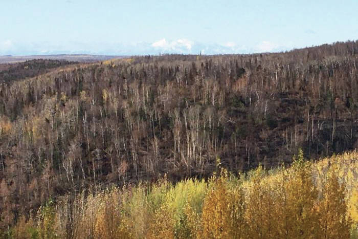 Areas burned by the Swan Lake Fire can be seen from Vista Trail at Upper Skilak Campground on Sunday. (Photo by Jeff Helminiak/Peninsula Clarion)