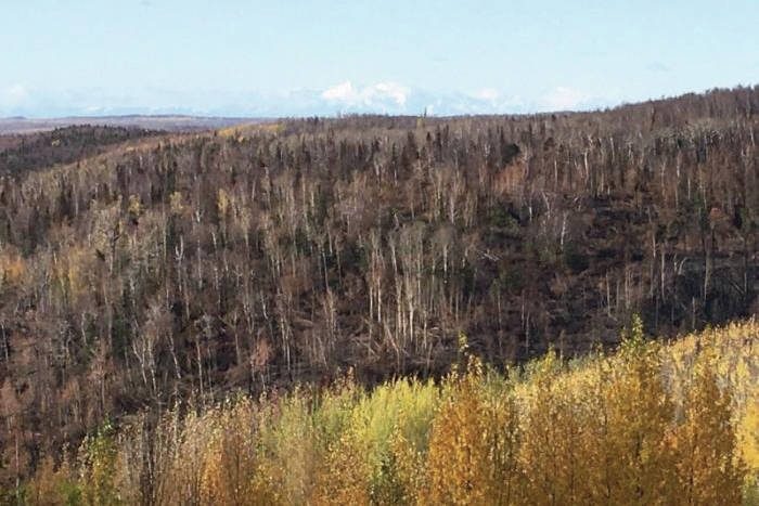 Jeff Helminiak / Peninsula Clarion                                Areas burned by the Swan Lake Fire can be seen from Vista Trail at Upper Skilak Campground on Sunday.
