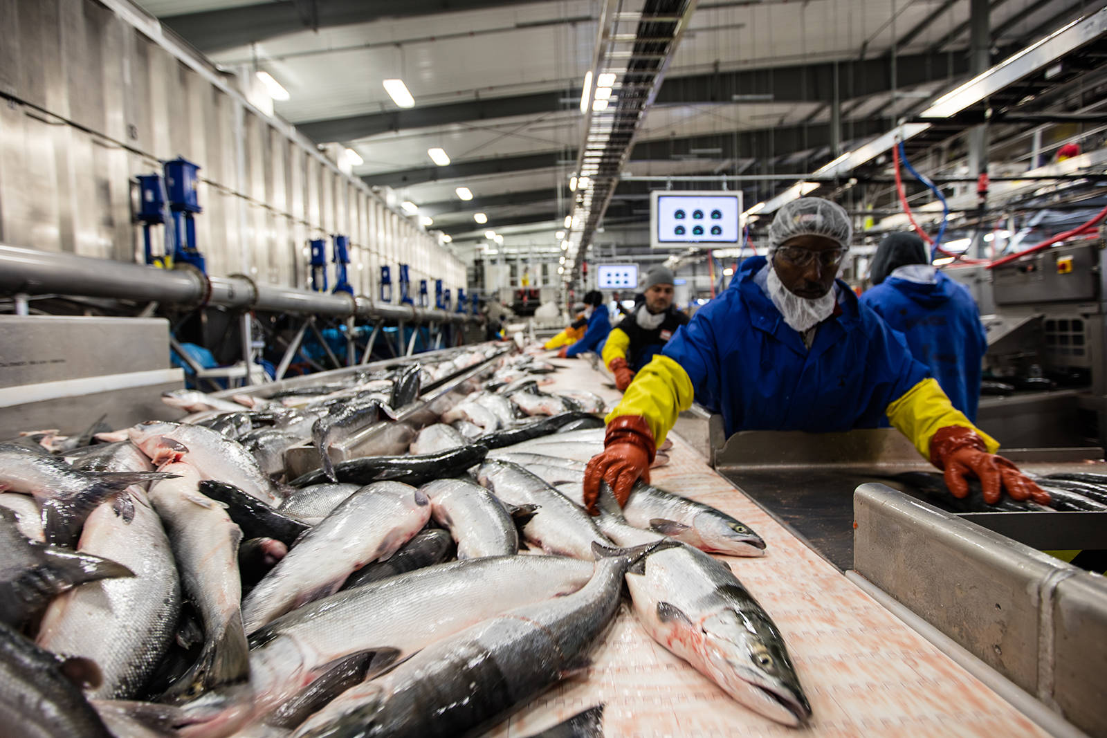 Workers process Bristol Bay catch on a recent year. (Courtesy of SalmonState)