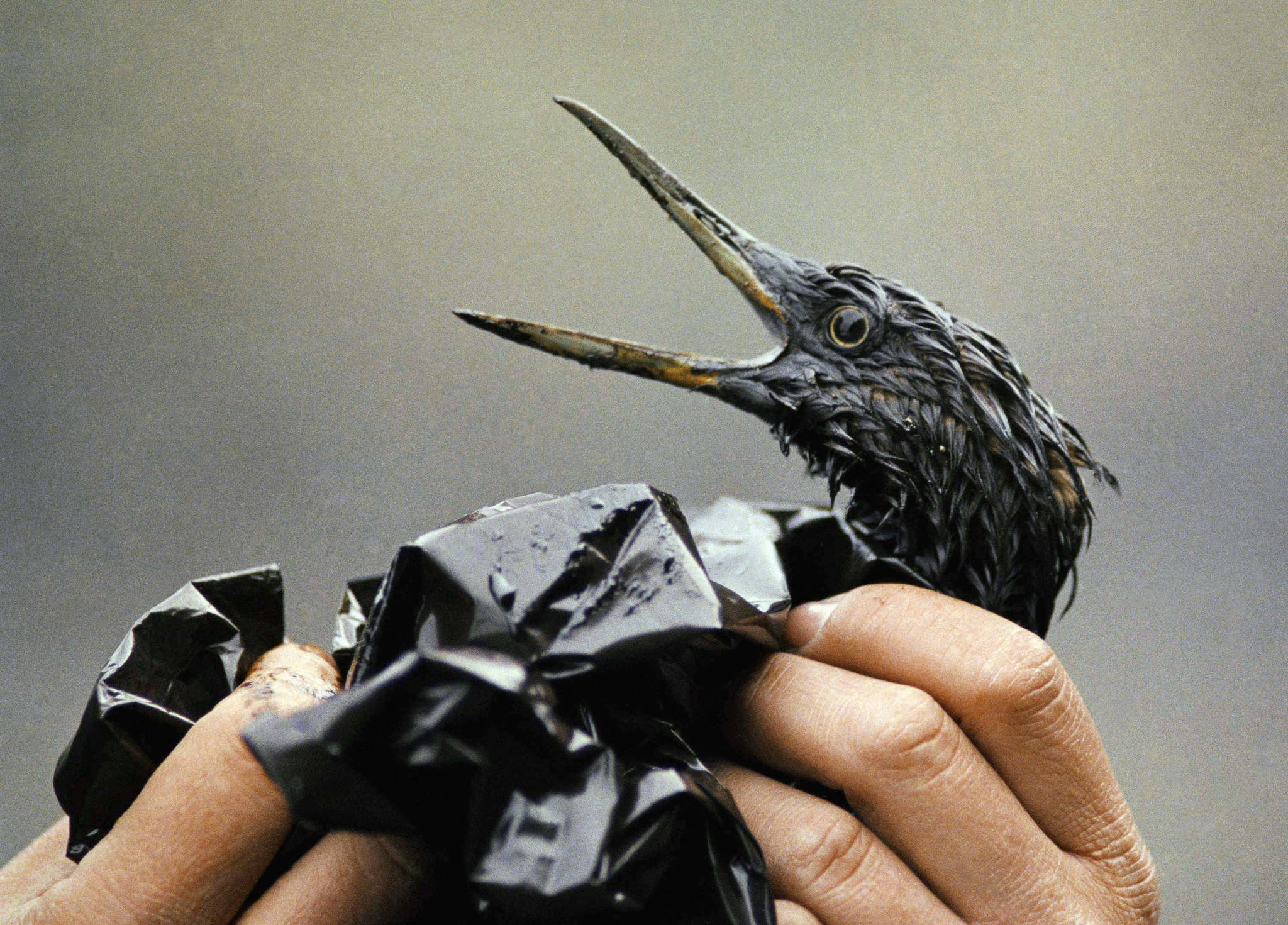 In this April 1989, file photo, an oil covered bird is examined on an island in Prince William Sound, Alaska, after the Exxon Valdez spill. Thirty years after the supertanker Exxon Valdez hit a reef and spilled about 11 million gallons of oil in Prince William Sound, the state of Alaska is looking whether to change its requirements for oil spill prevention and response plans, a move that one conservationist says could lead to a watering down of environmental regulations. (AP Photo/Jack Smith, File)