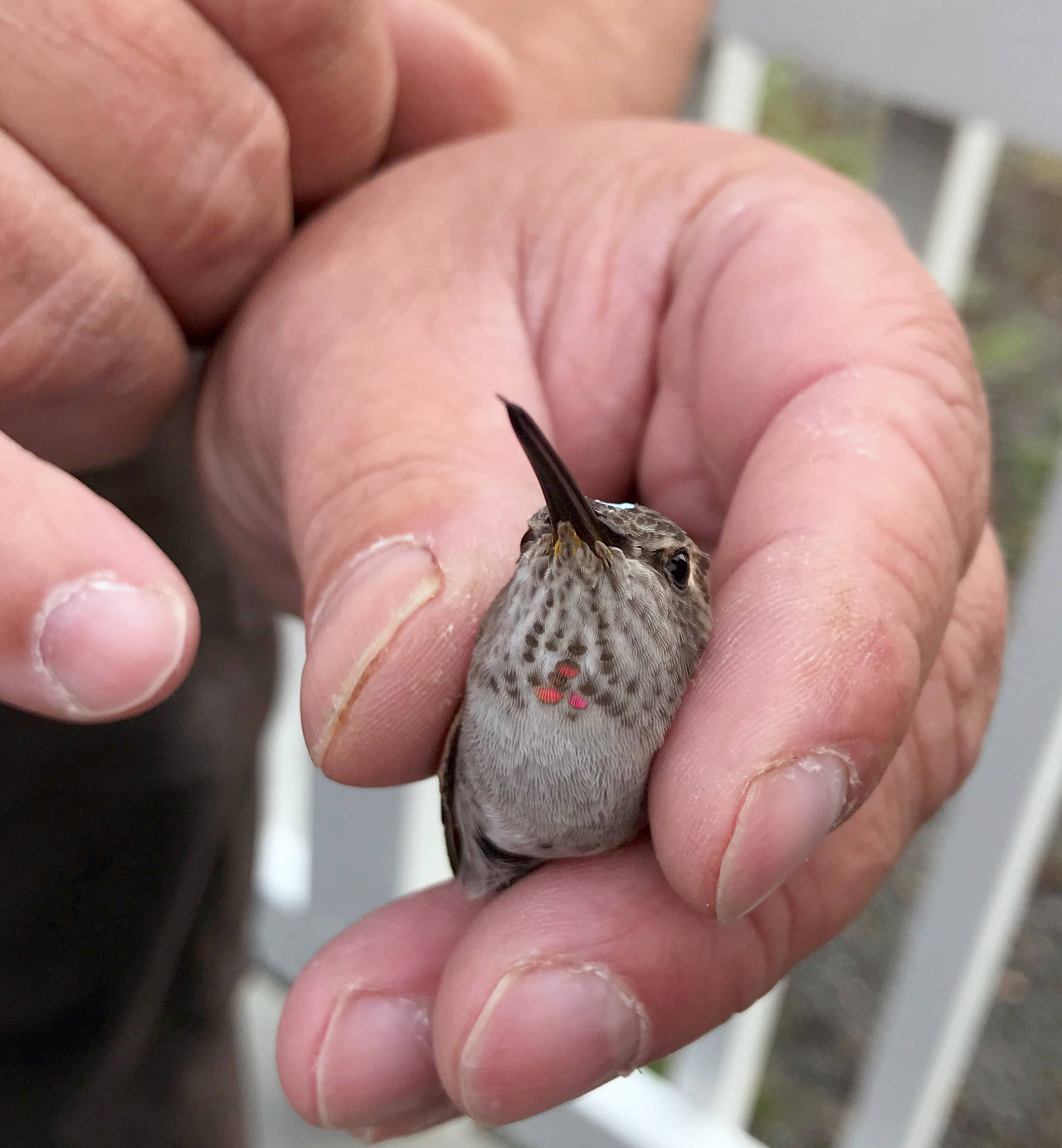 An adult female Anna’s hummingbird, fitted with a new band, is set for release. Females will also get some gorget feathers, but not as prominent as males. (Photo provided by Breanna Bloom)