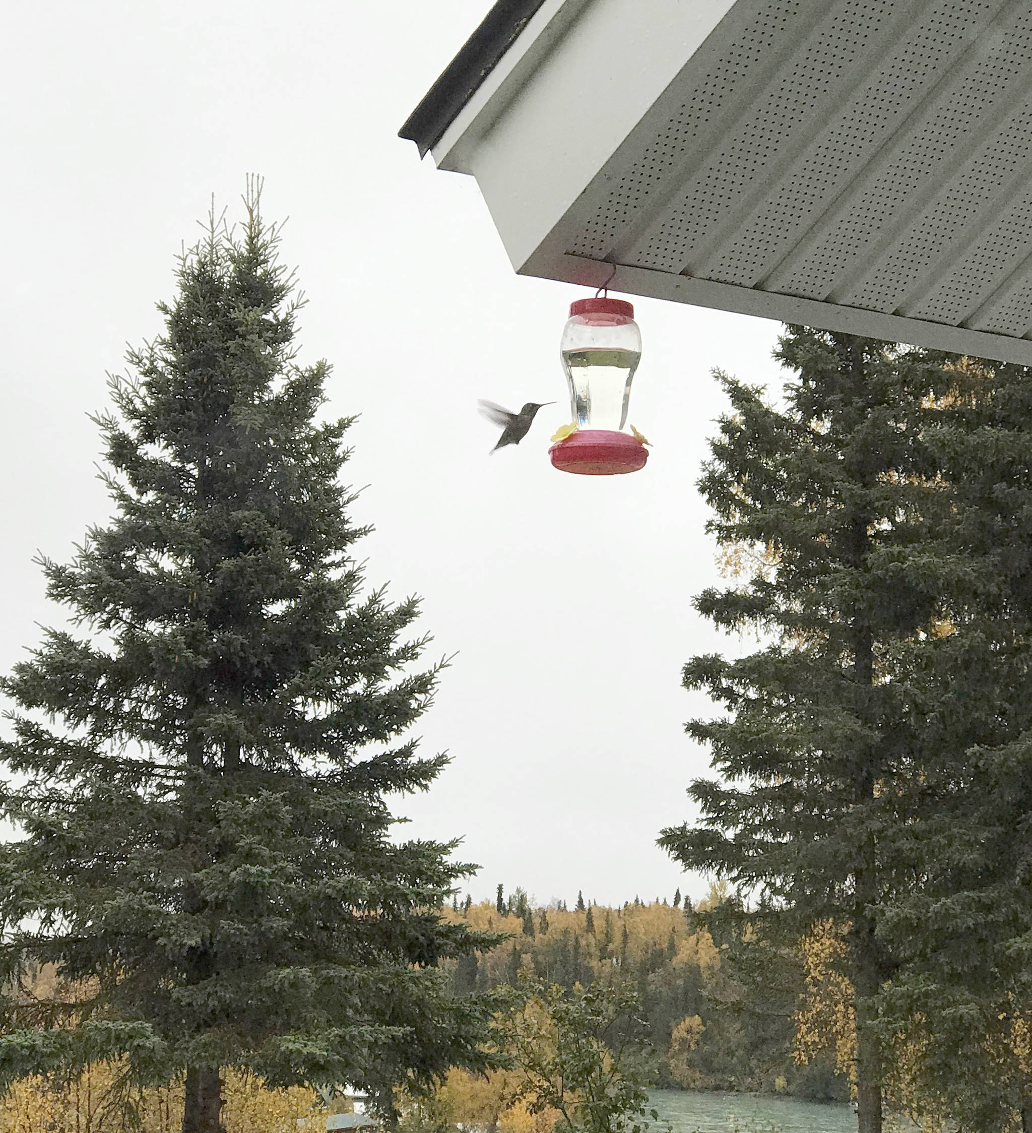 An Anna’s hummingbird nicknamed “Sugar Petal” visits a feeder in Kenai on a blustery day in September. (Photo provided by Breanna Bloom)