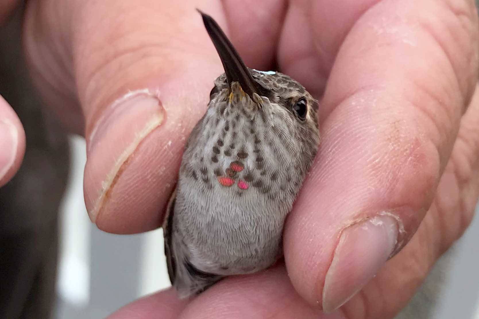 Refuge notebook: New fall colors include hummingbirds