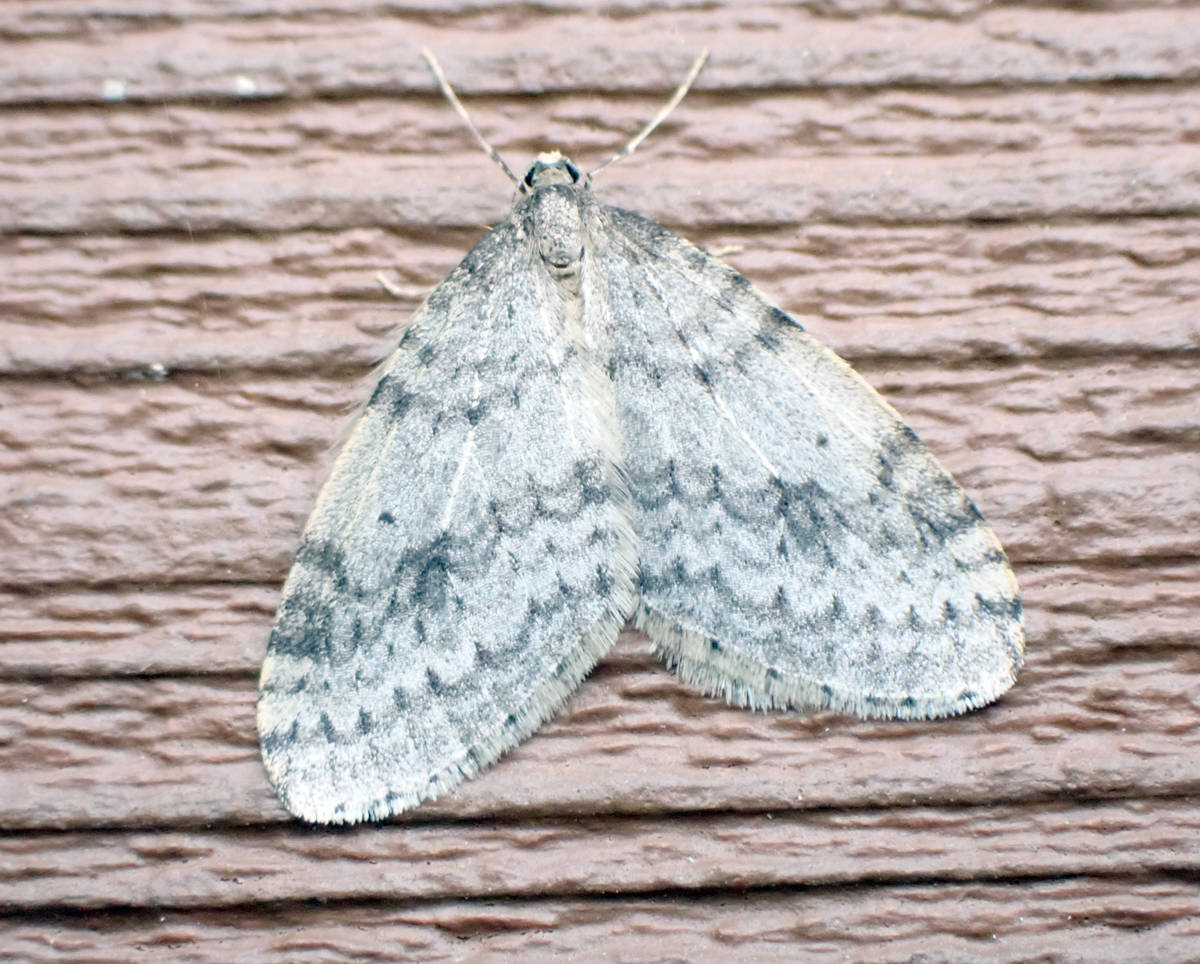 A winter moth resting on the siding of the Kenai National Wildlife Refugeճ headquarters building in Soldotna on Monday, Oct. 21, 2019. (Photo by Matt Bowser/Kenai National Wildlife Refuge)