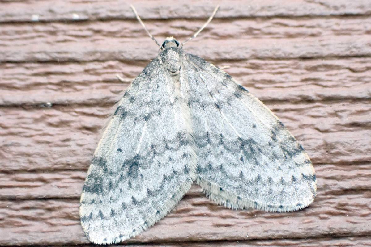 Refuge notebook: Winter moth time