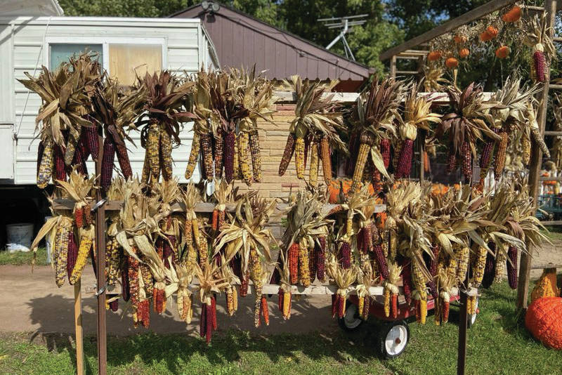 Dried corn also can be seen with pumpkins all over Wisconsin at roadside stands, as seen here in this photo taken on Oct. 14, 2019. (Photo by Teri Robl)