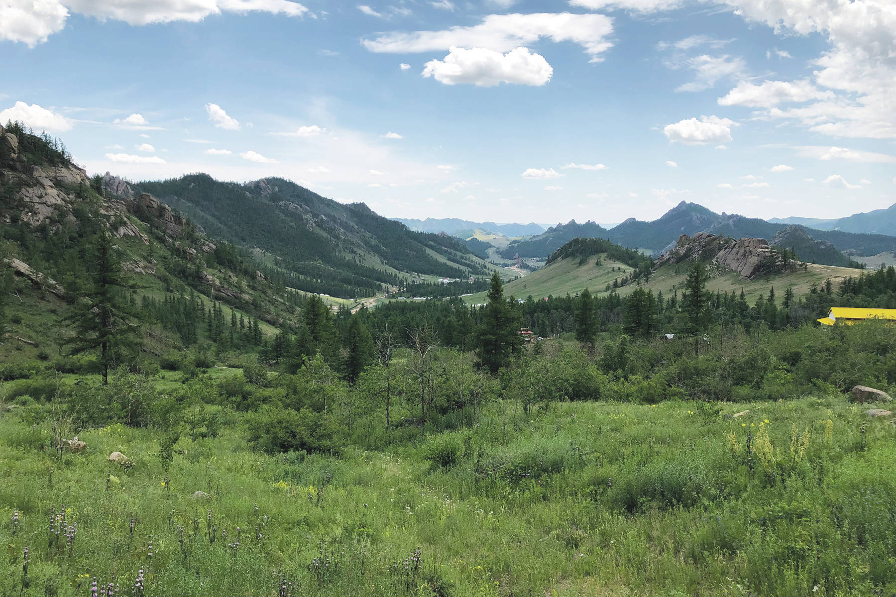 Scattered trees dot the rugged landscape in Mongolia in summer of 2019. (Photo by Paul Landen)